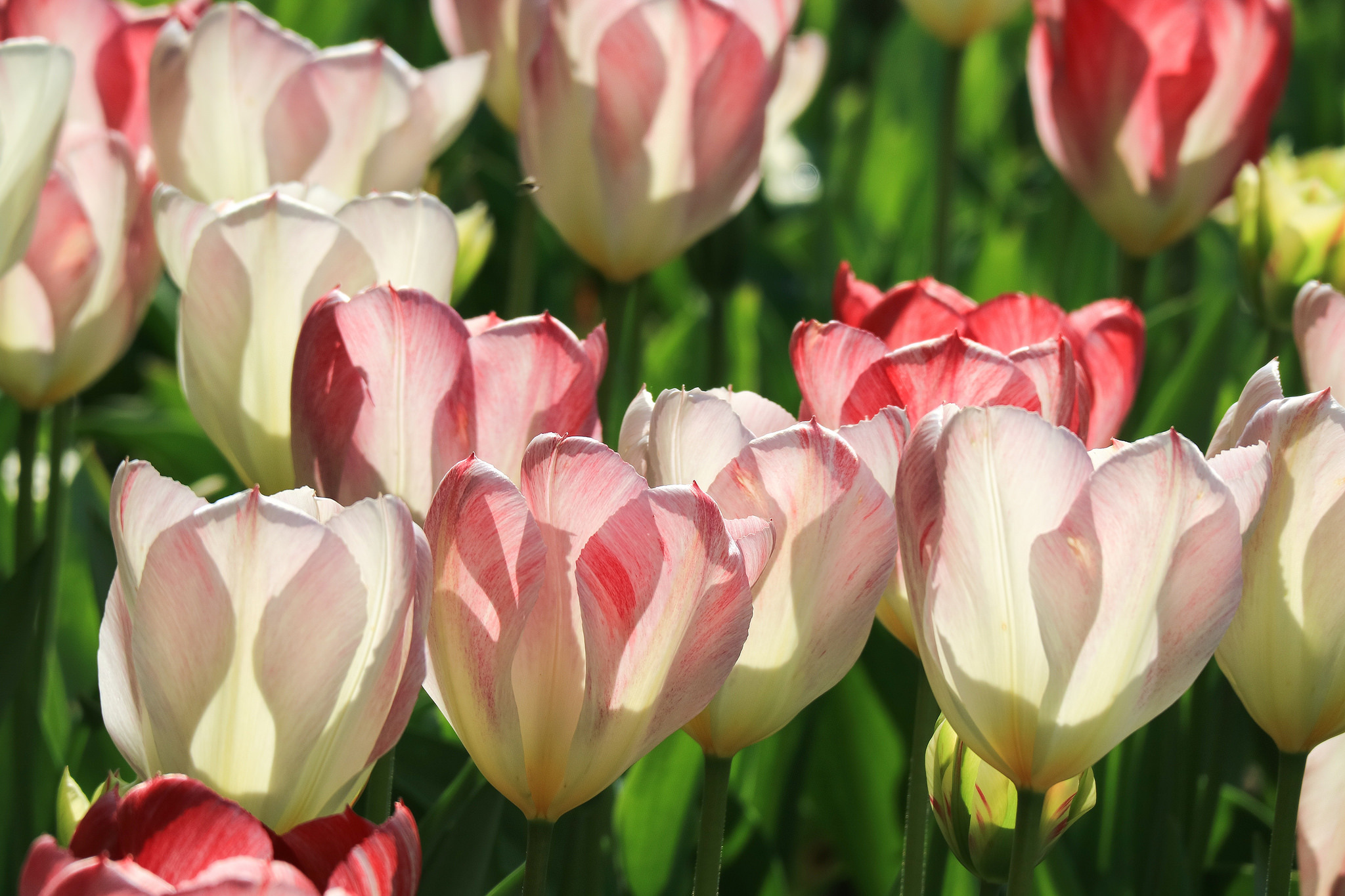 Flower Tulip 2048x1365