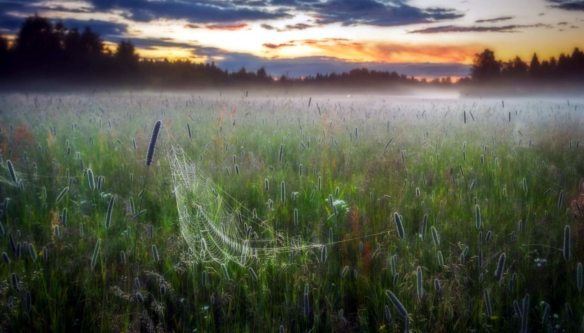 Fog Landscape Nature Spider Web 2047x1168