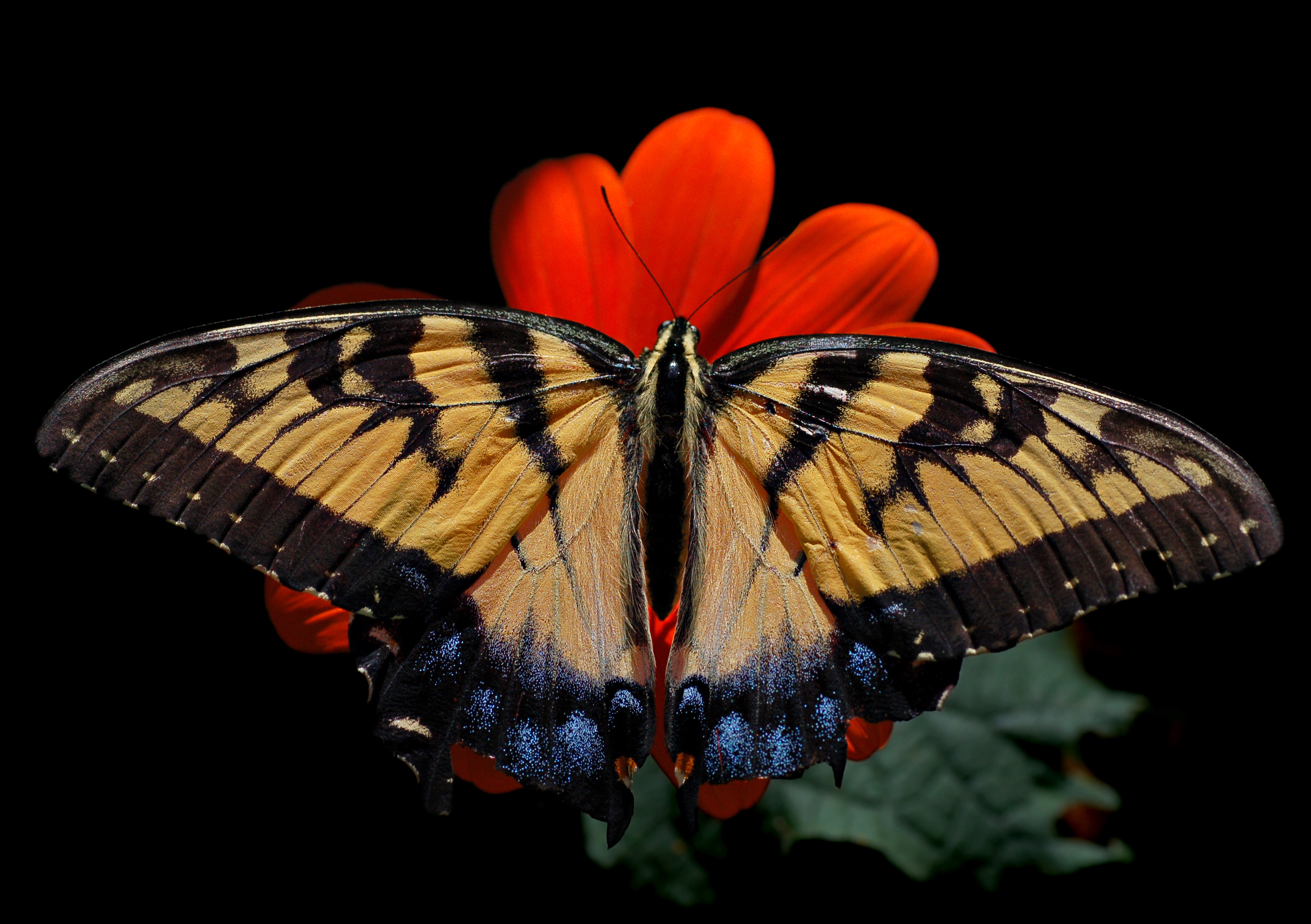 Eastern Tiger Swallowtail Butterfly 2838x2000