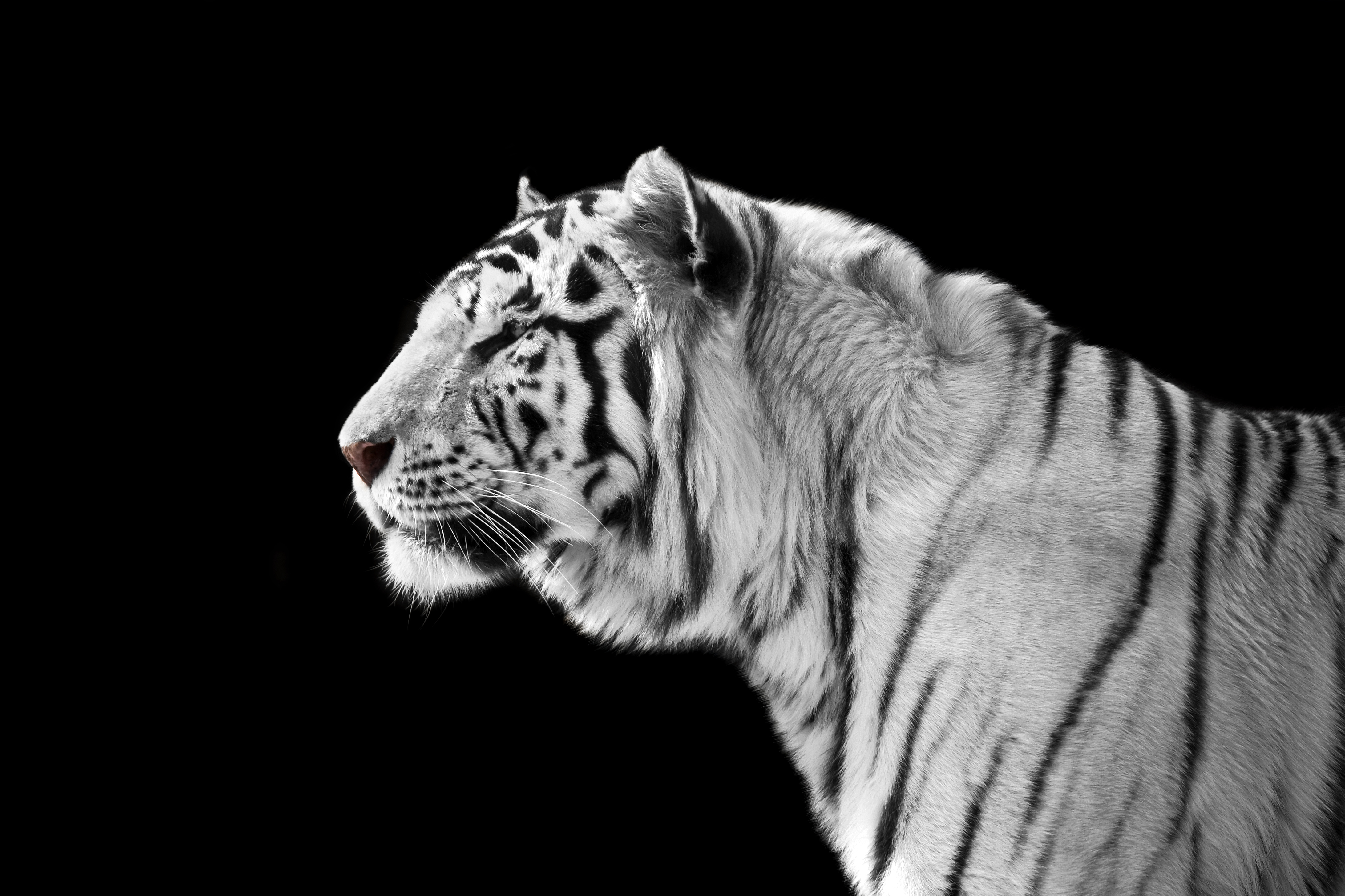 Animal White Tiger 4368x2912