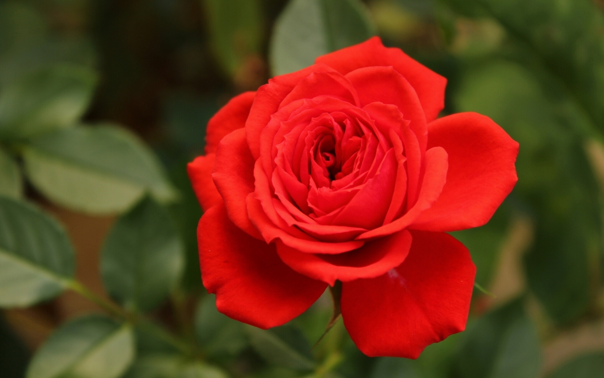 Petal Red Rose Red Flower 1920x1201