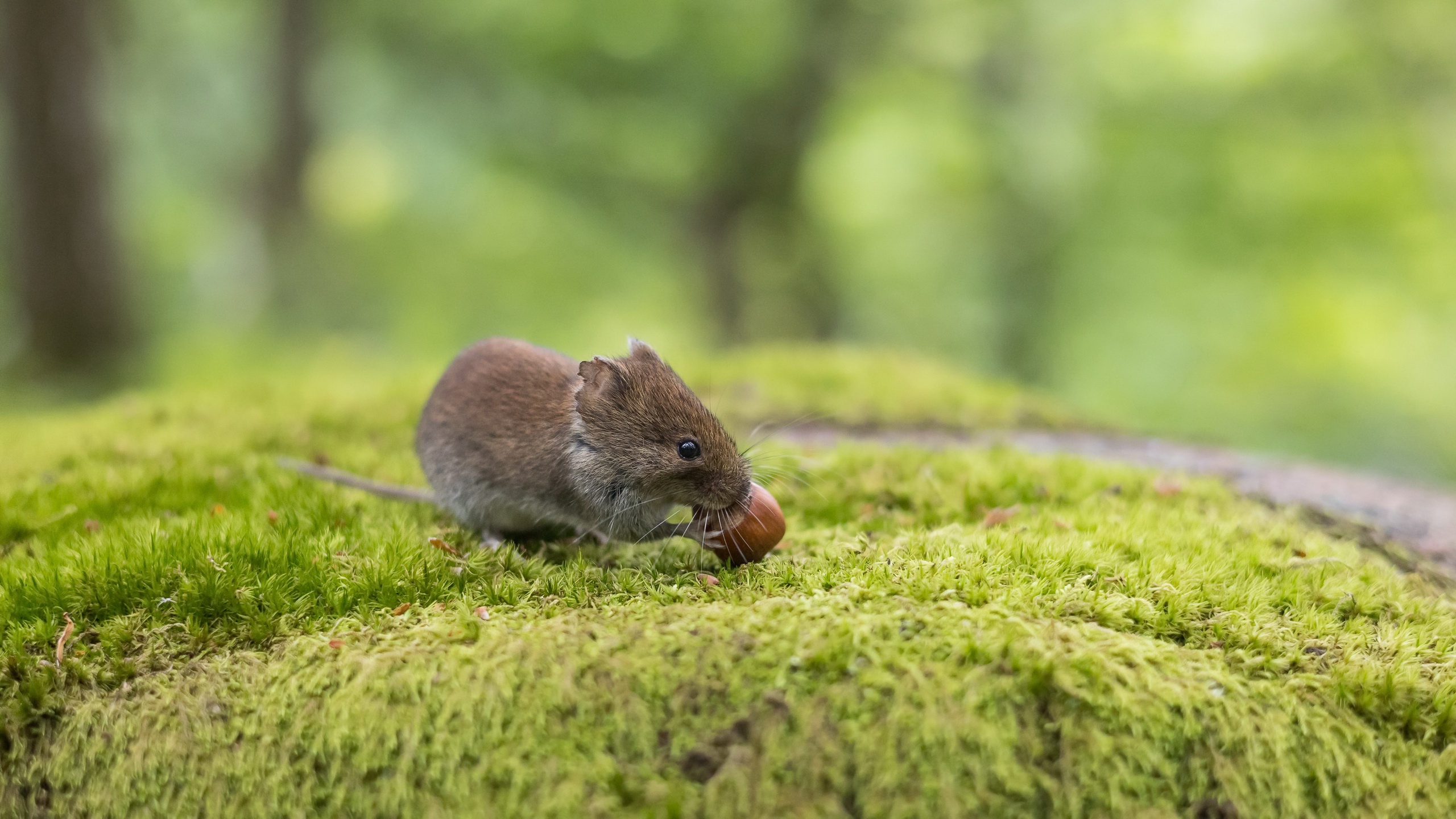 Mice Animals Mammals Food Nature Green Background Nuts Rodent 2560x1440