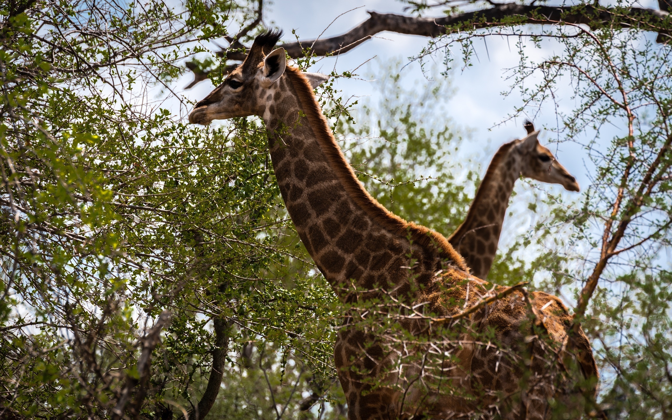 Giraffe Wildlife 2560x1600