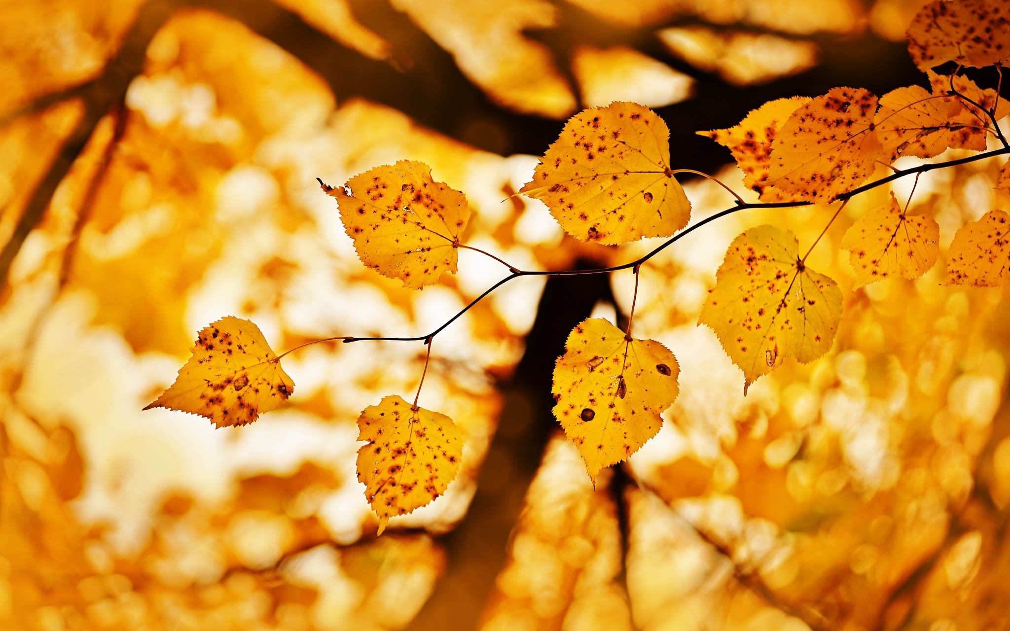 Blur Fall Leaf Nature 2048x1280