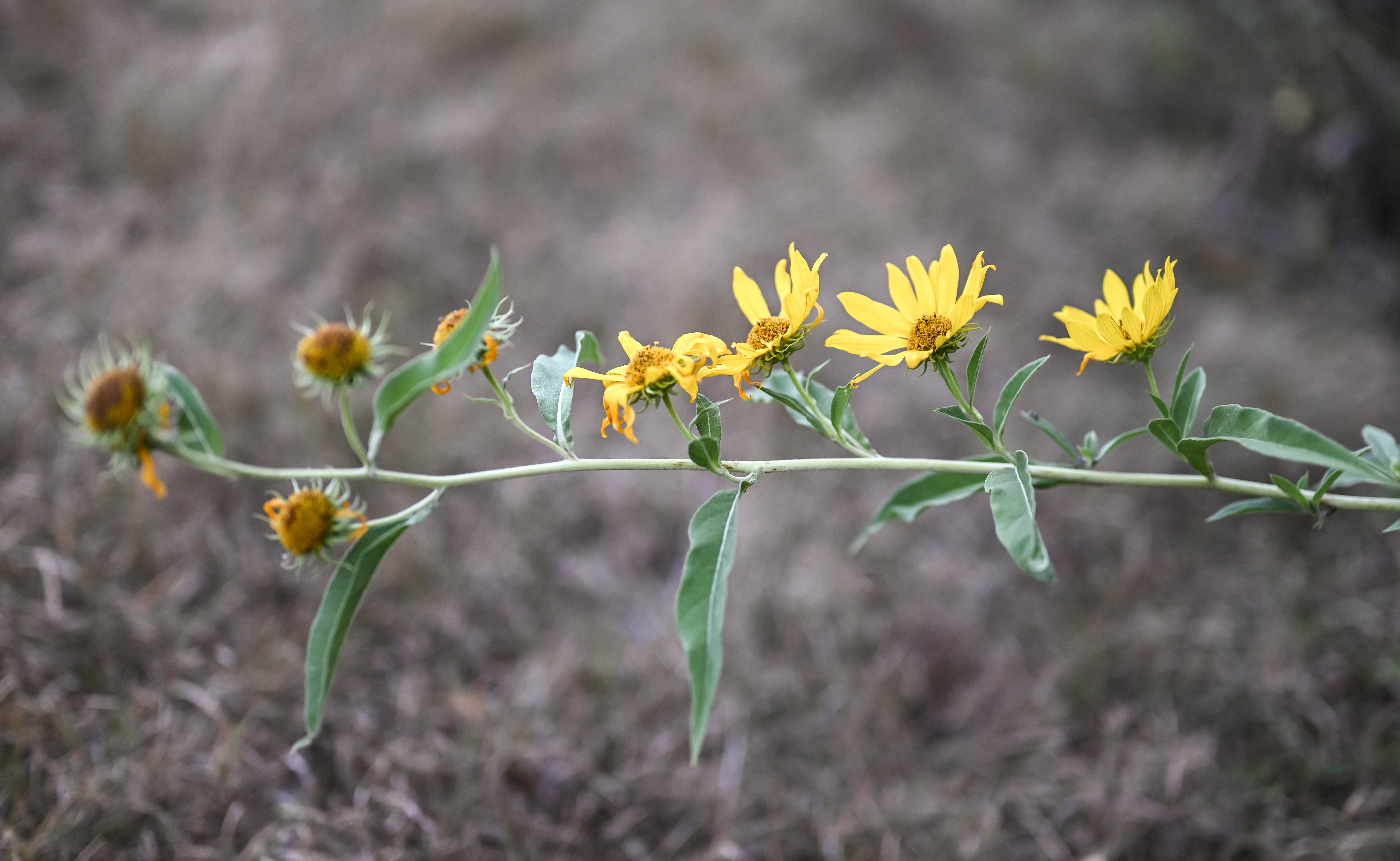 Nature Flowers Plants Daisies Yellow Photography 6016x3702