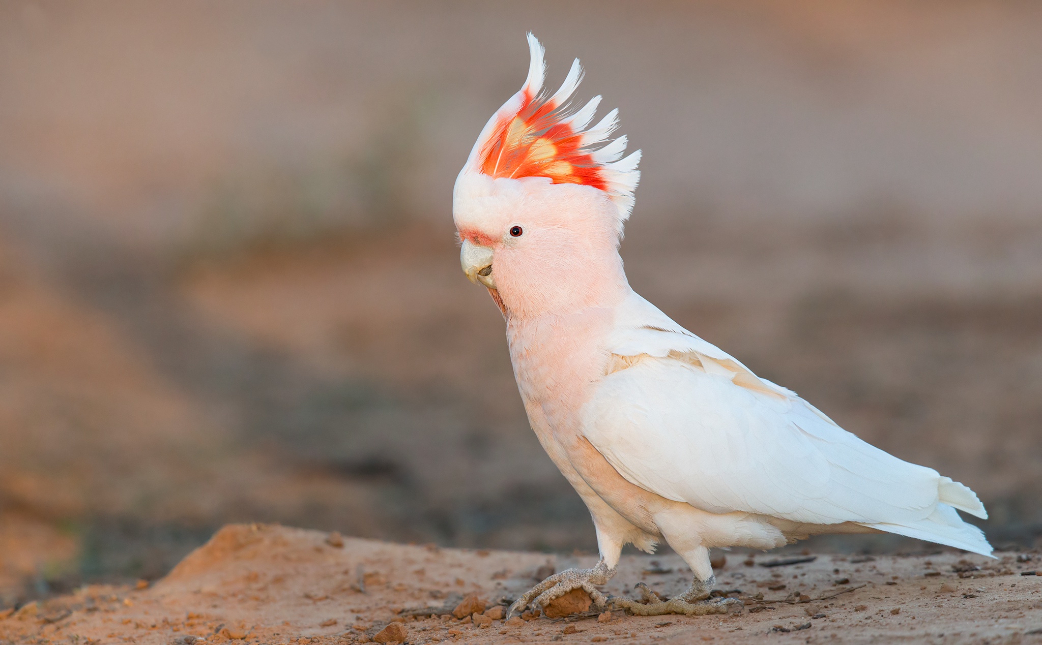 Bird Cockatoo Parrot Wildlife 2048x1269