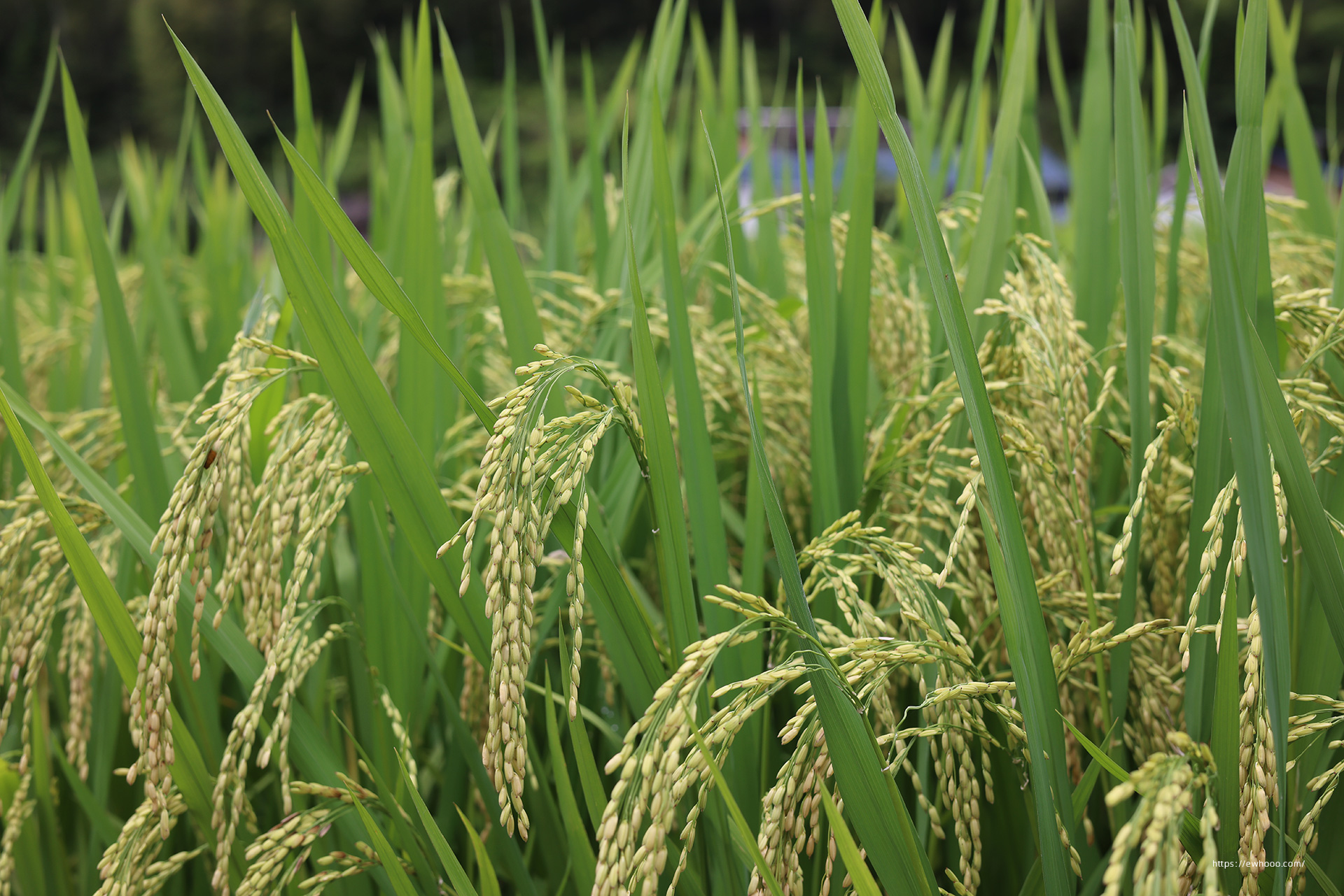 Rice Plants Nature 1920x1281