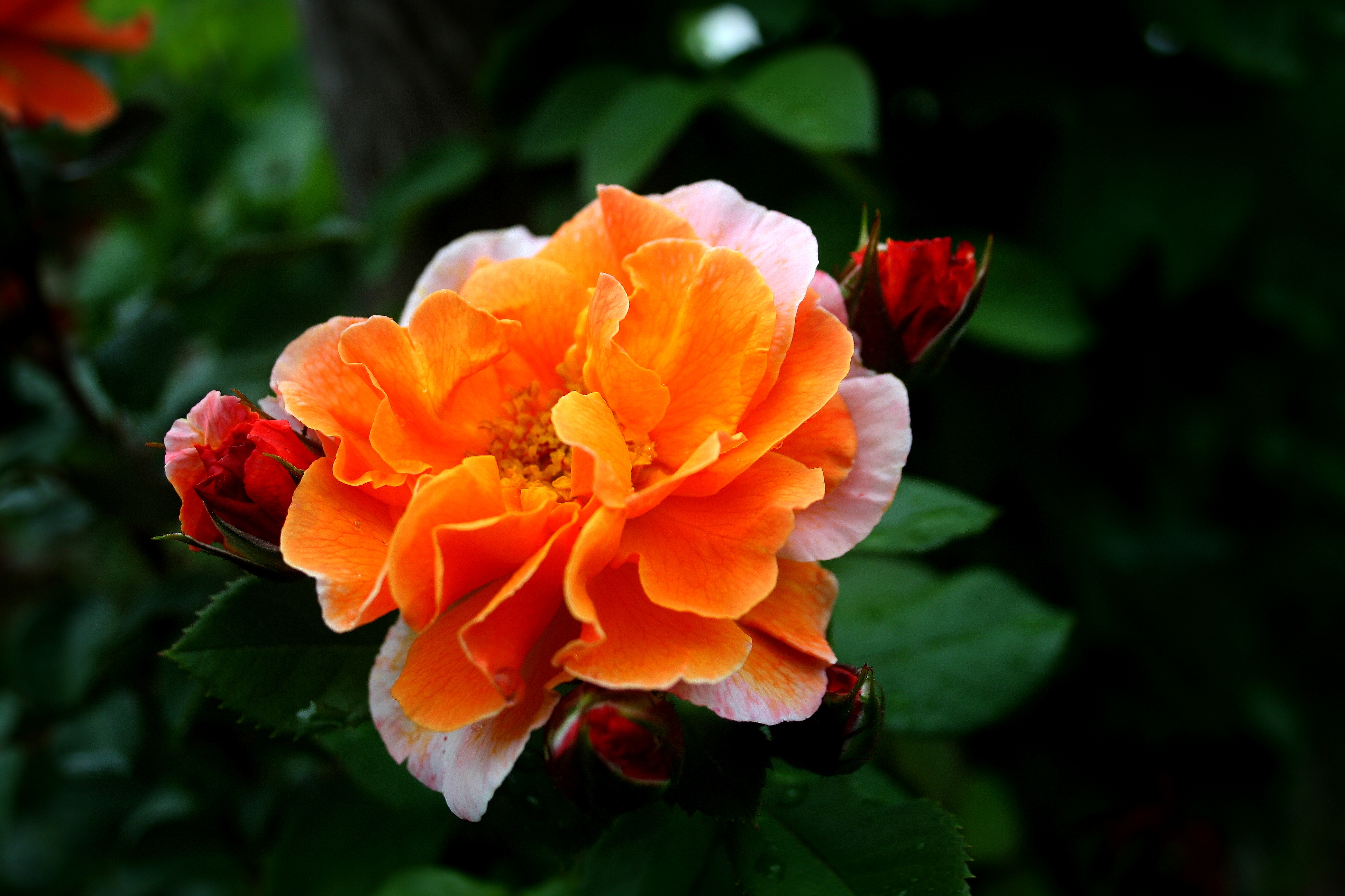 Rose Flower Garden Orange And Teal 3888x2592