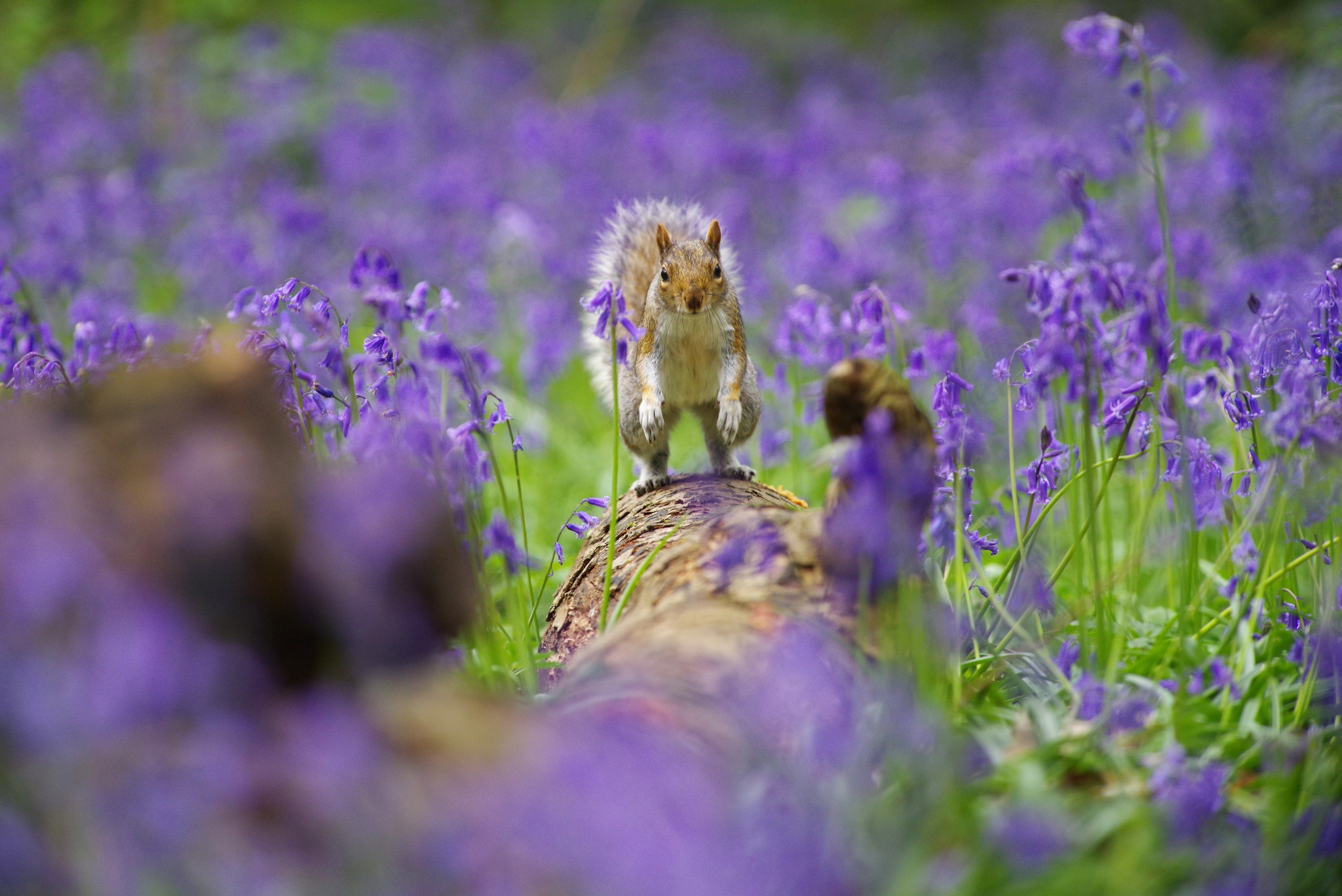Rodent Wildlife Depth Of Field Purple Flower Flower 2048x1367