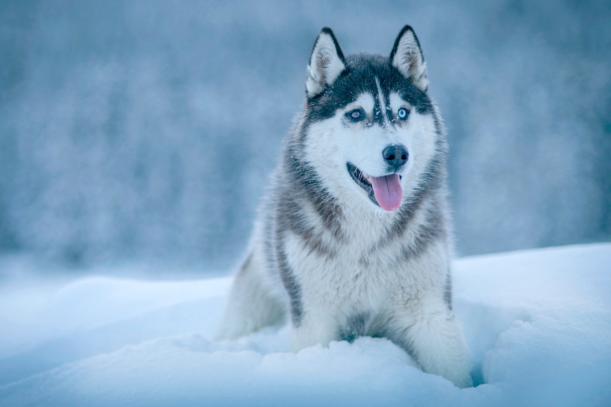 Winter Pet Snow Dog 2560x1706