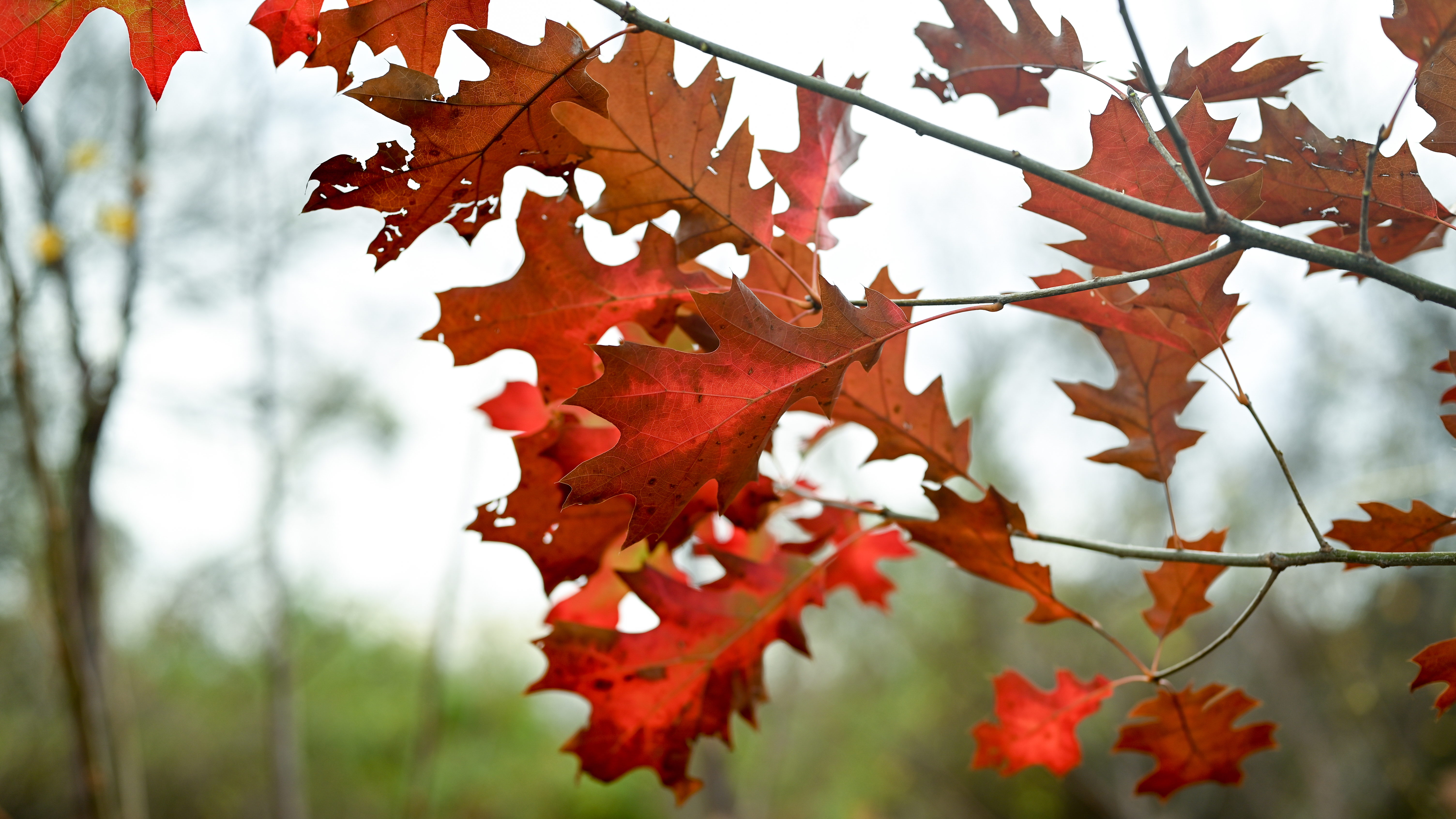 Red Leaves Trees Nature Fall Photography Outdoors 6016x3384