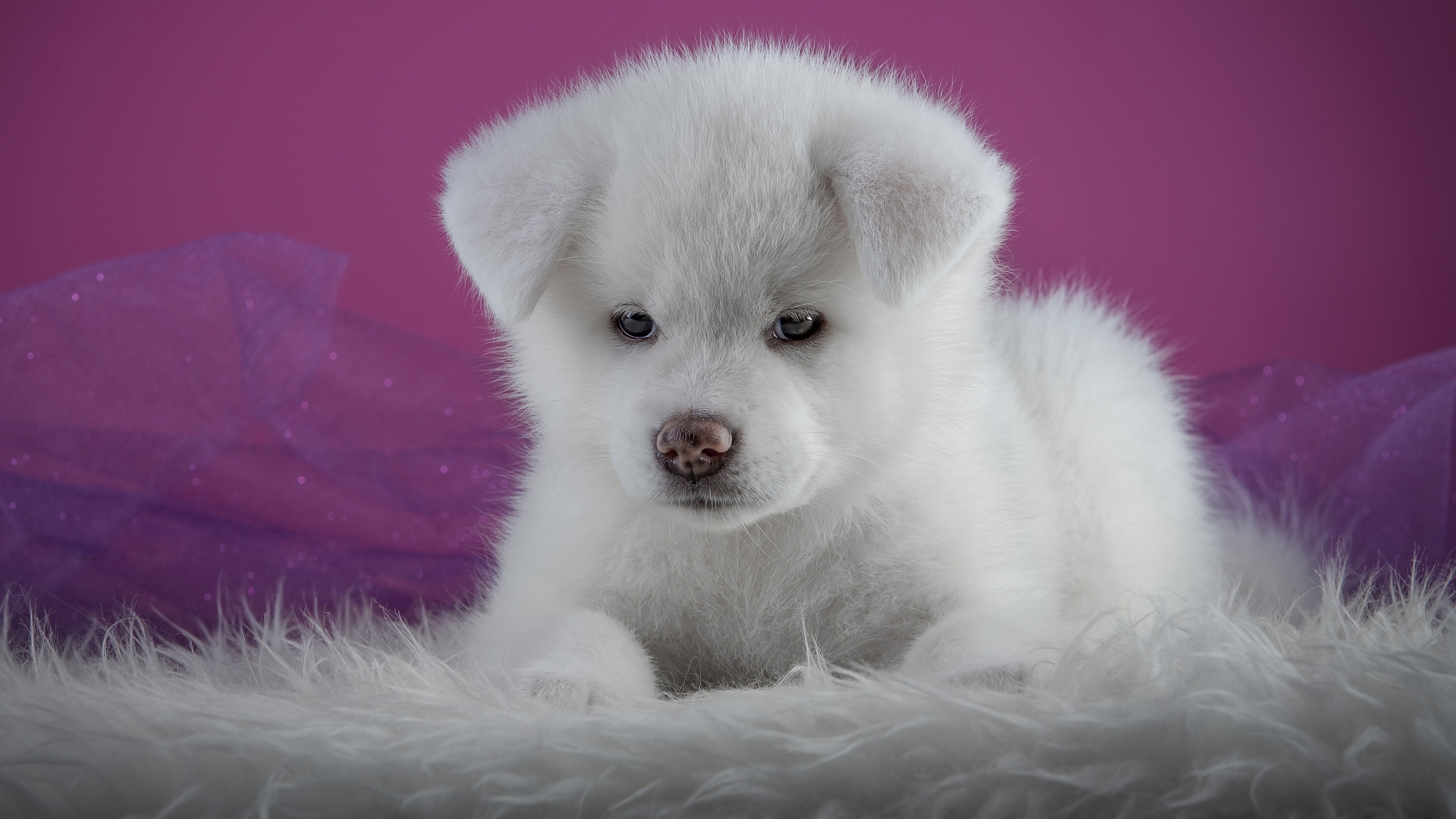 Akita White Dog Puppies Animals Mammals 3840x2160