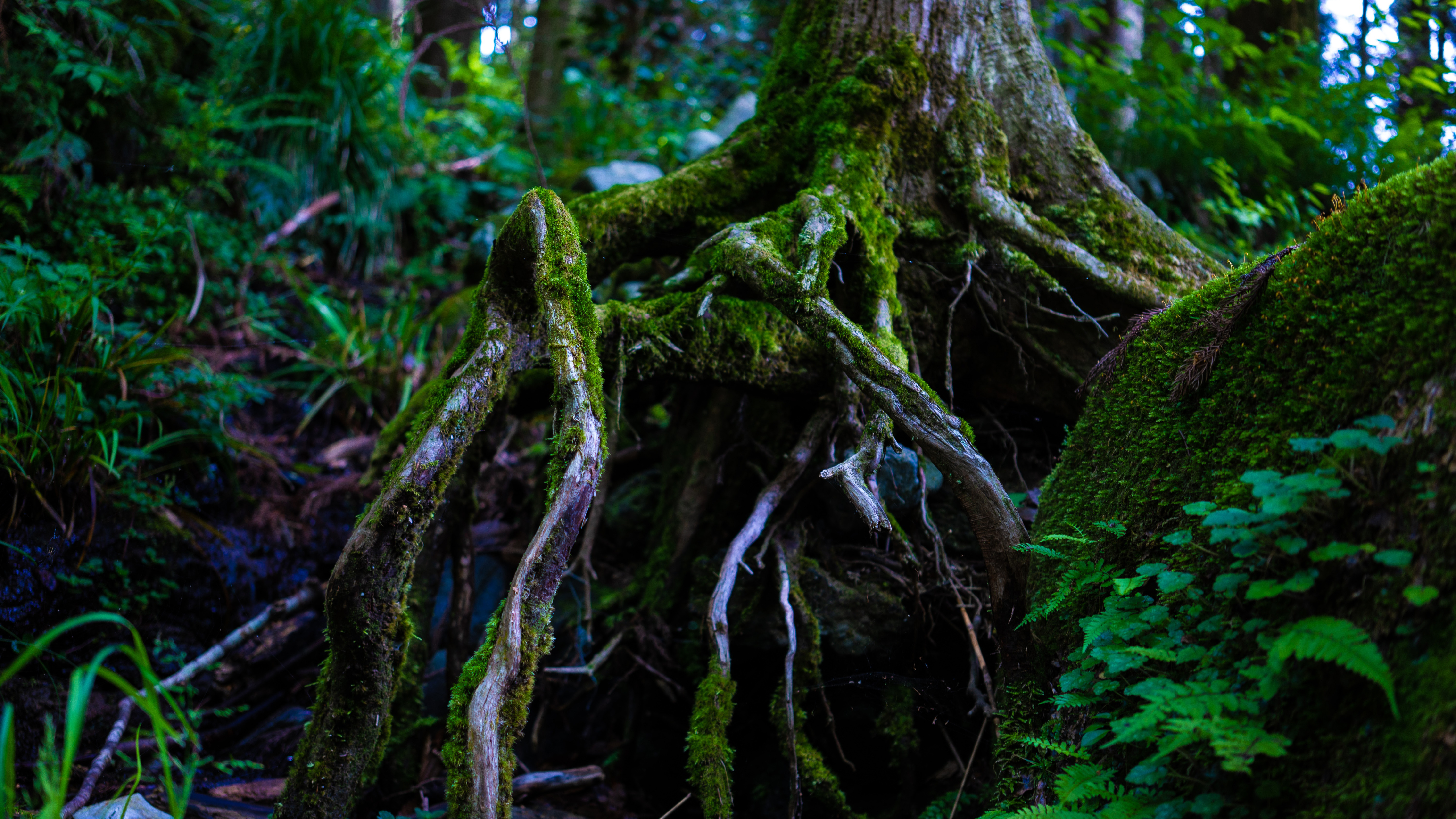 Takashi Watanabe Greenery Forest Tree Trunk Moss 6000x3375