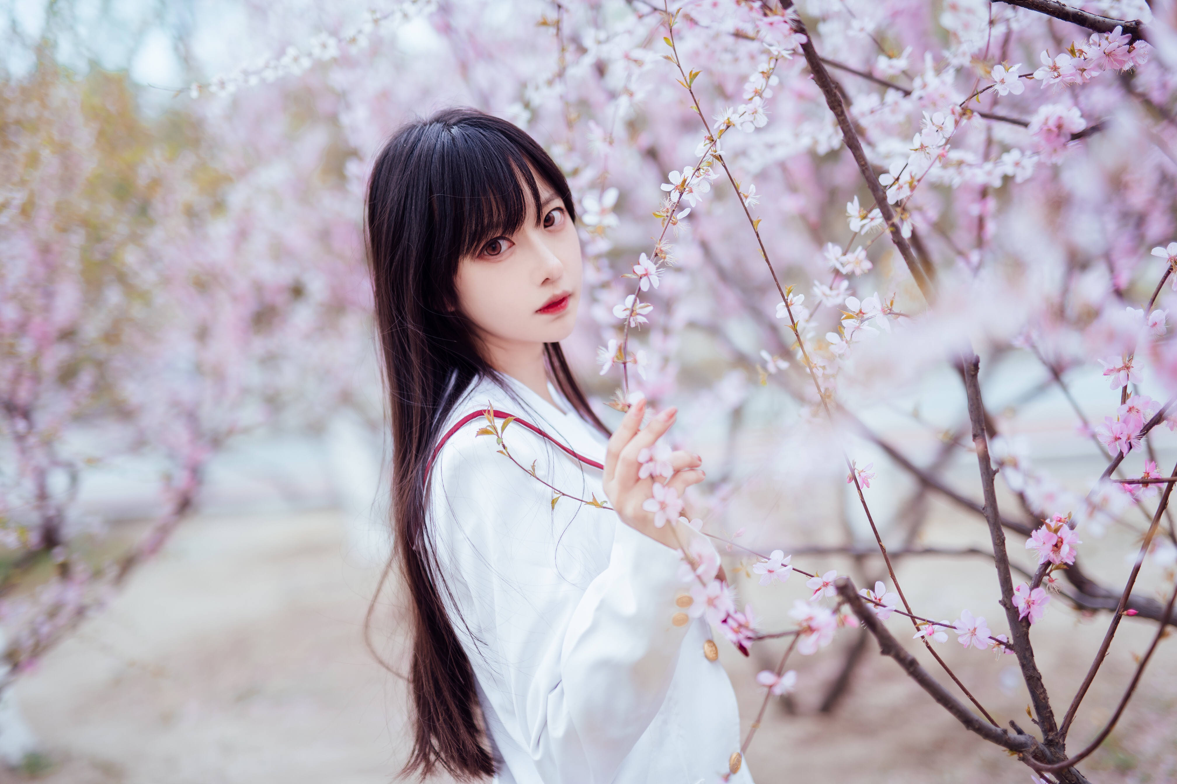 Cherry Blossom Asian 4032x2688