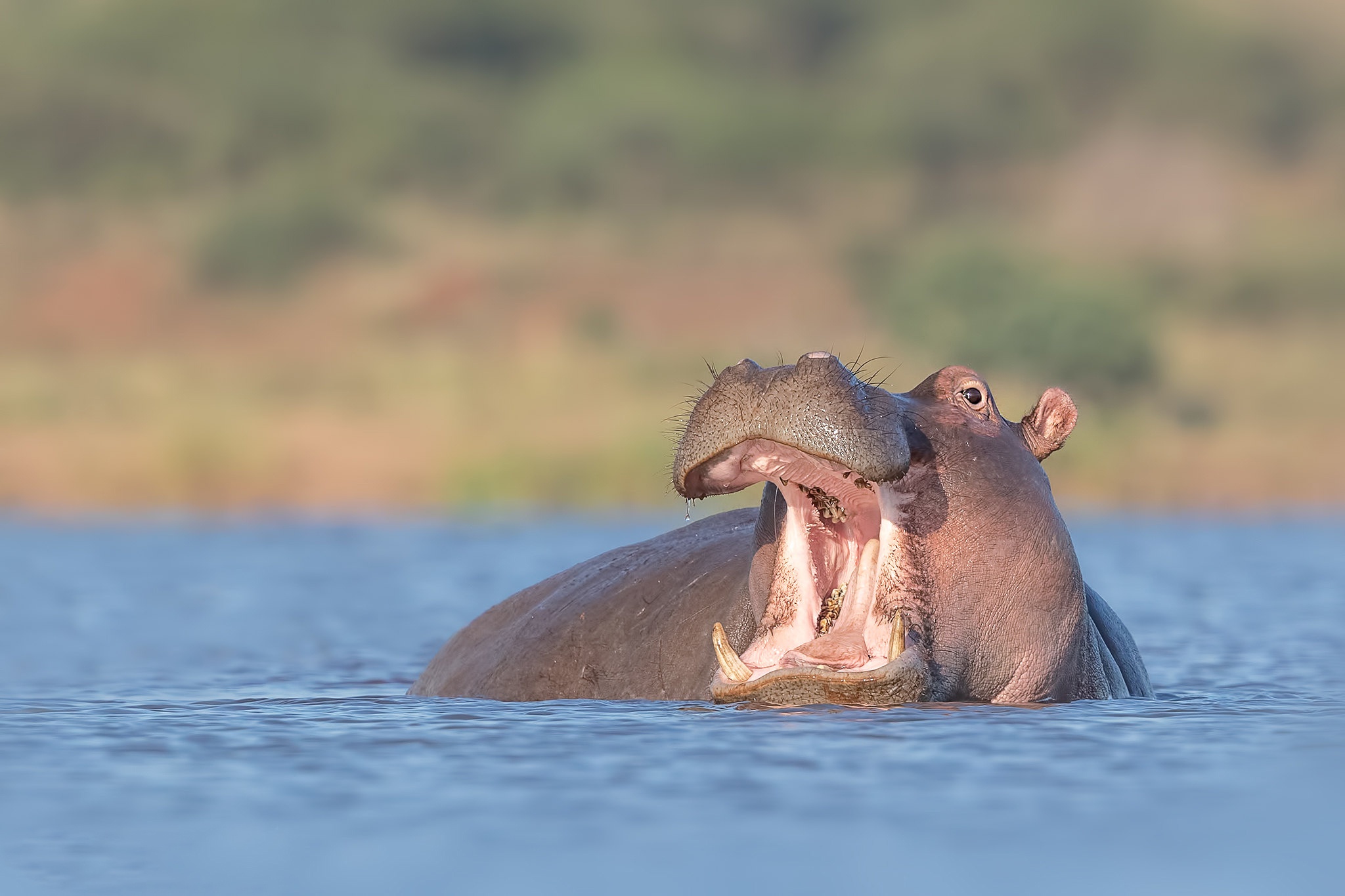 Hippo Wildlife 2048x1365