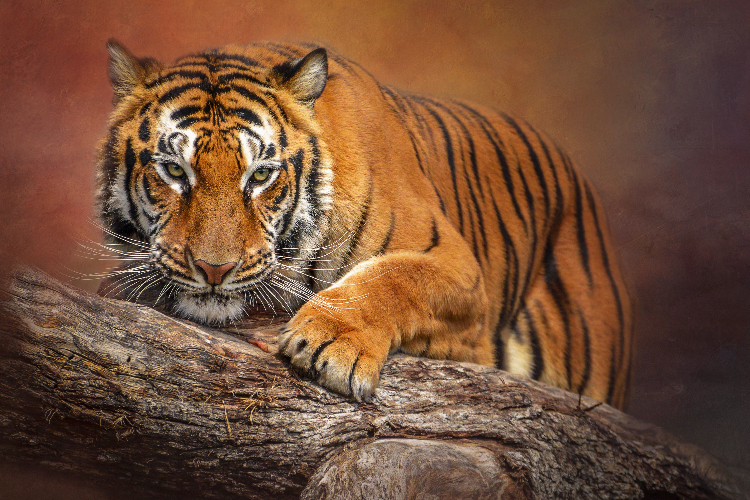 Animal Tiger 2999x1999