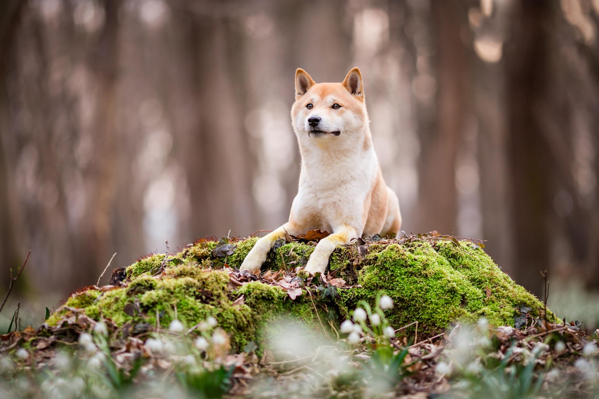 Depth Of Field Dog Pet 2048x1365