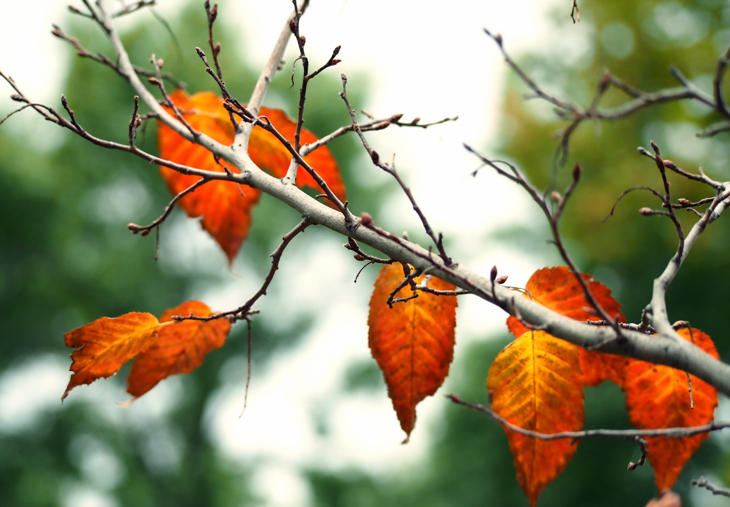 Blur Fall Leaf Nature 2560x1780