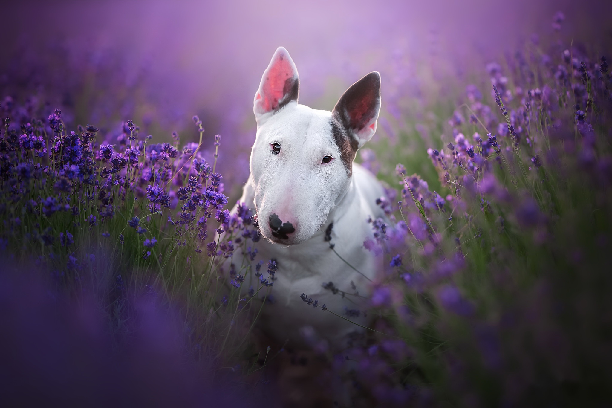 Dog Pet Purple Flower 2048x1365