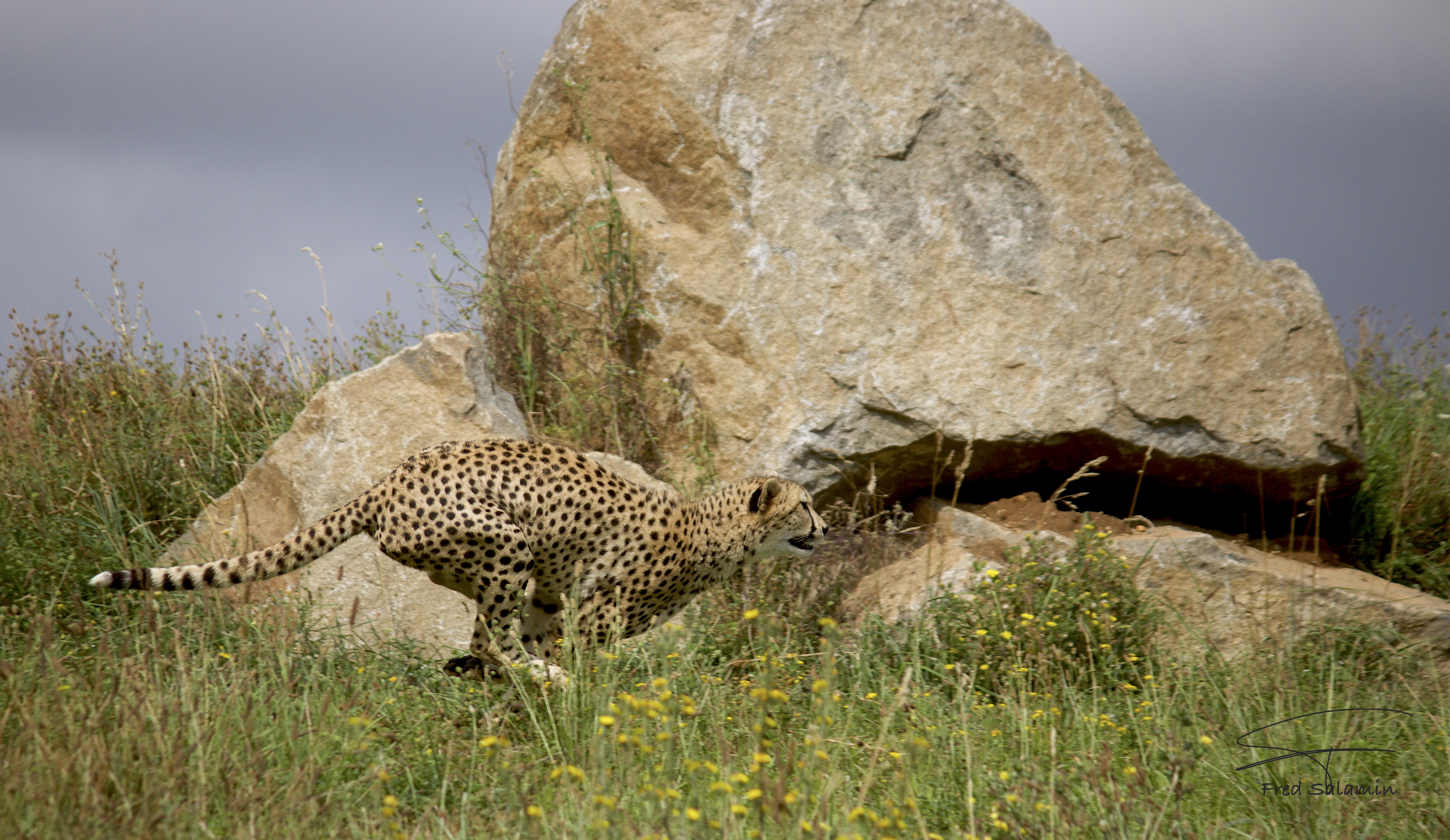 Wildlife Cheetah Nature Feline Big Cats Mammals 4096x2373