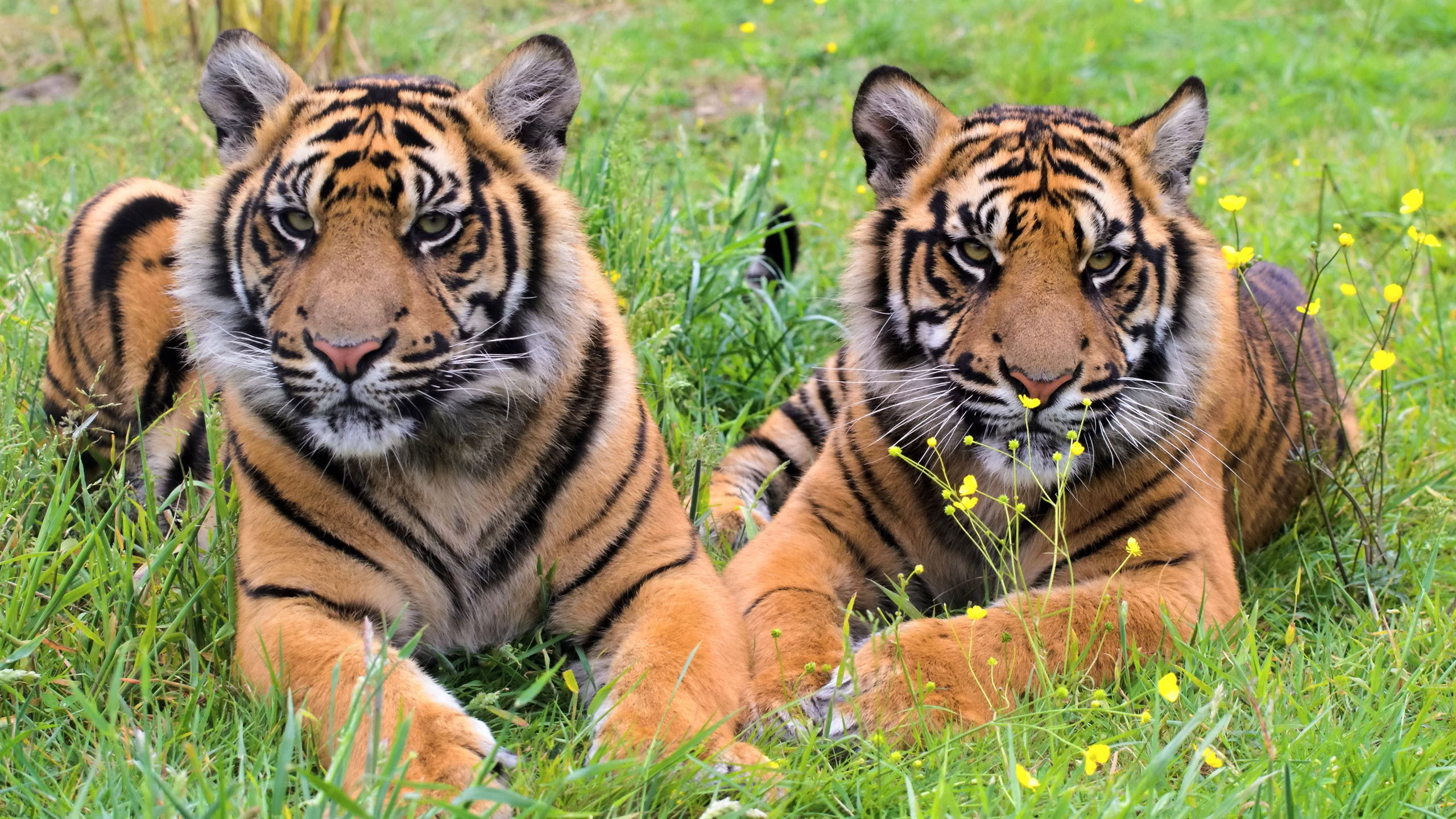 Animals Tiger Big Cats Mammals 2560x1440