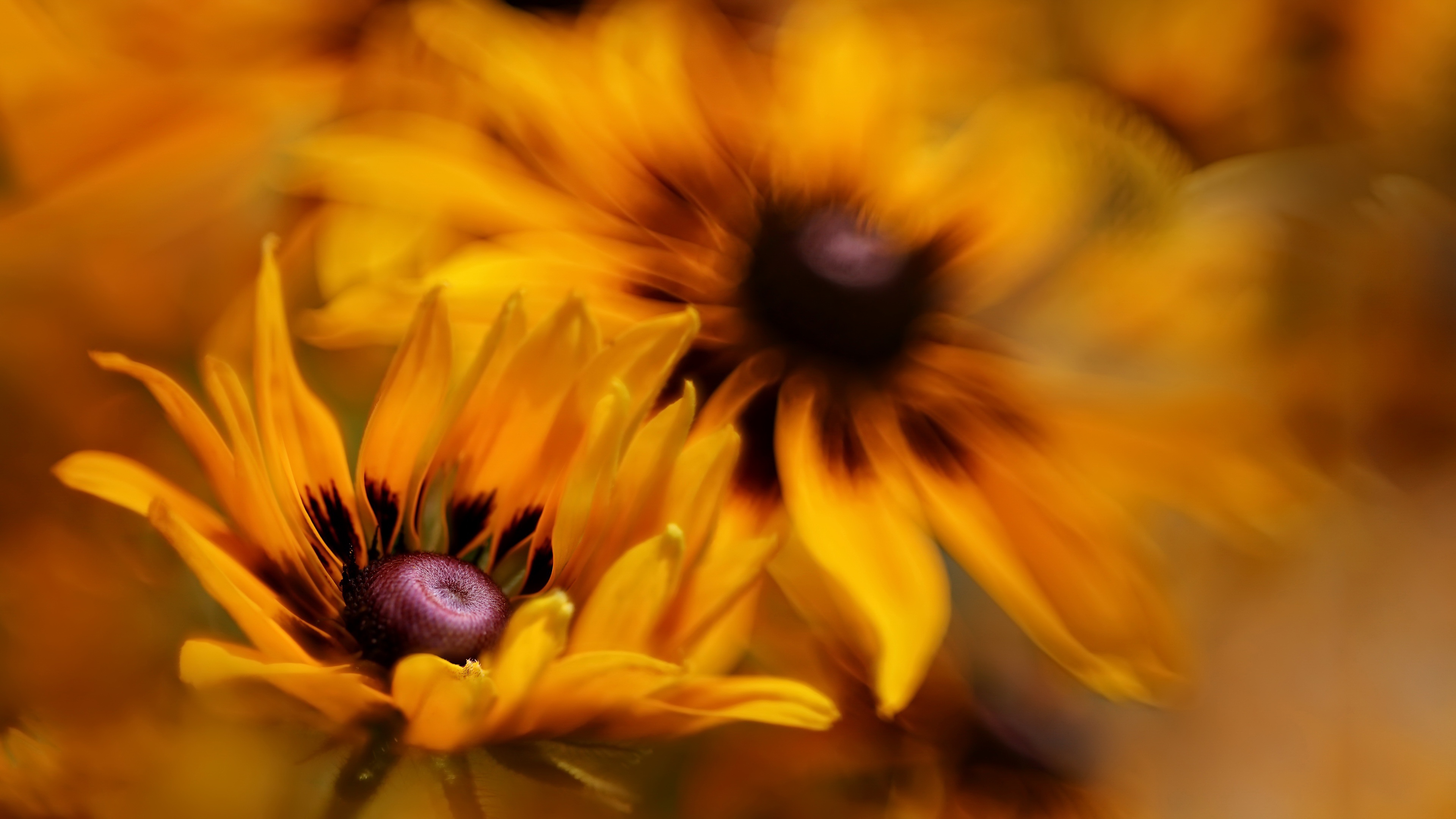 Flowers Plants Orange Flowers Closeup 3840x2160