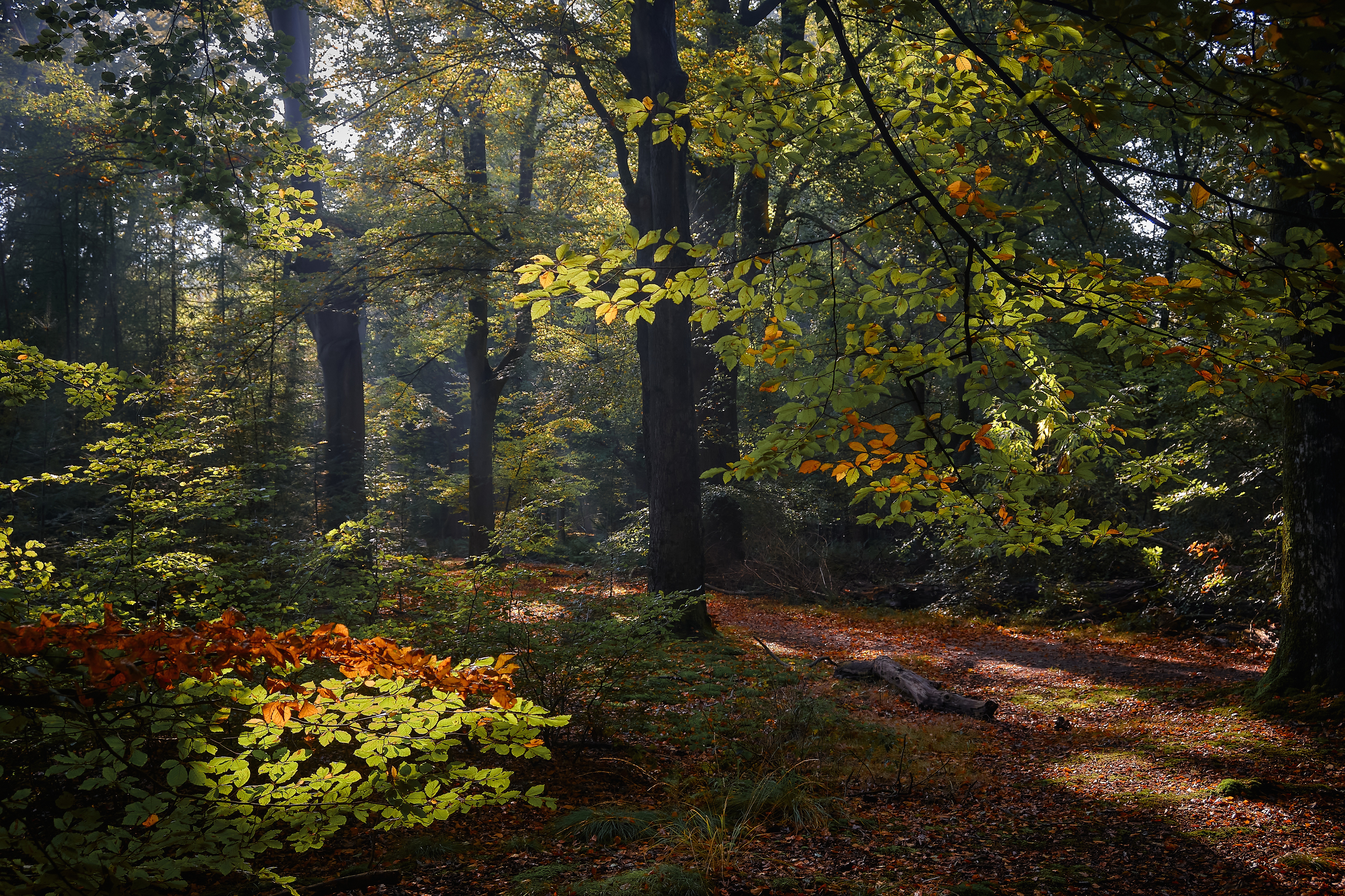 Forest Netherlands 6000x4000