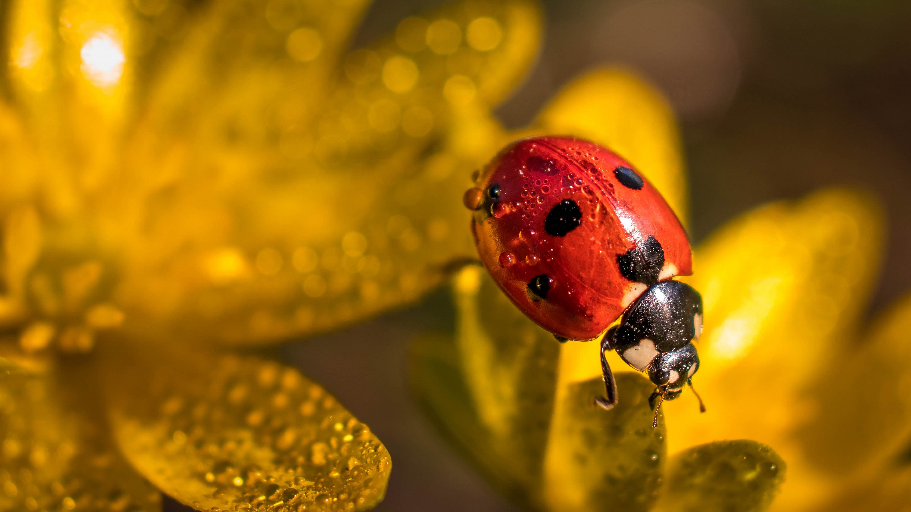 Beetle Flower Ladybug Macro Water Drop 3840x2160