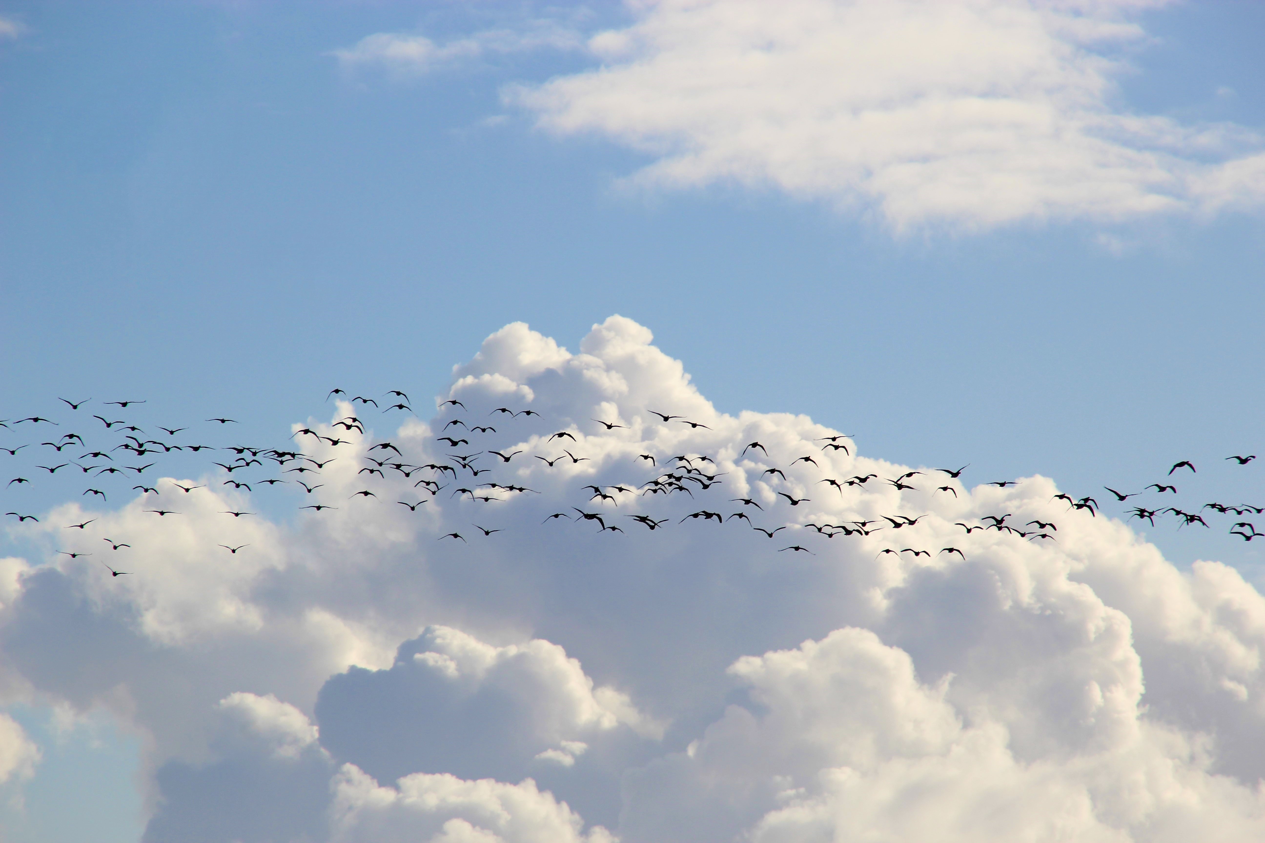 Cloud Flock Of Birds Sky 5184x3456