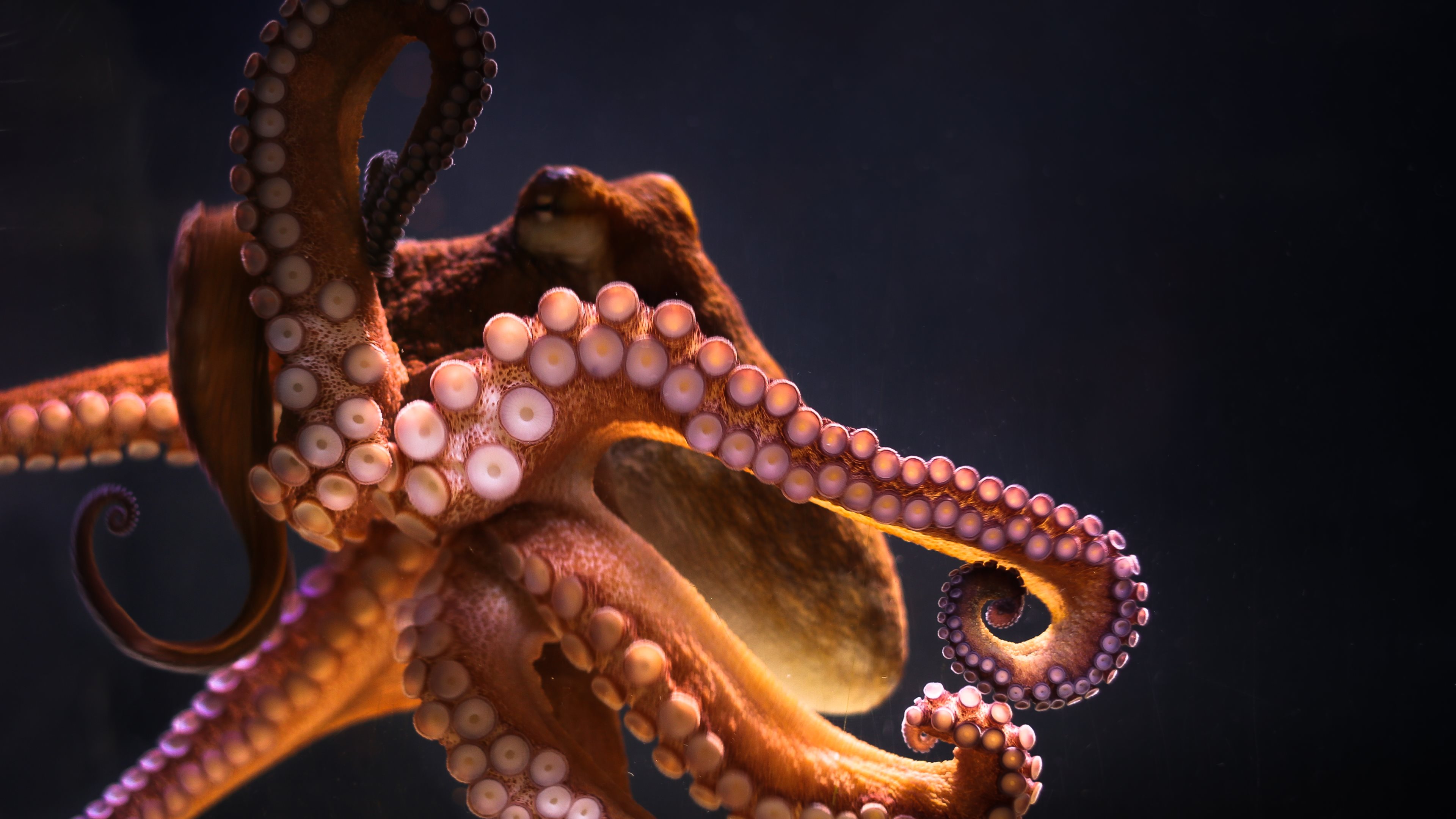Animal Octopus 3840x2160