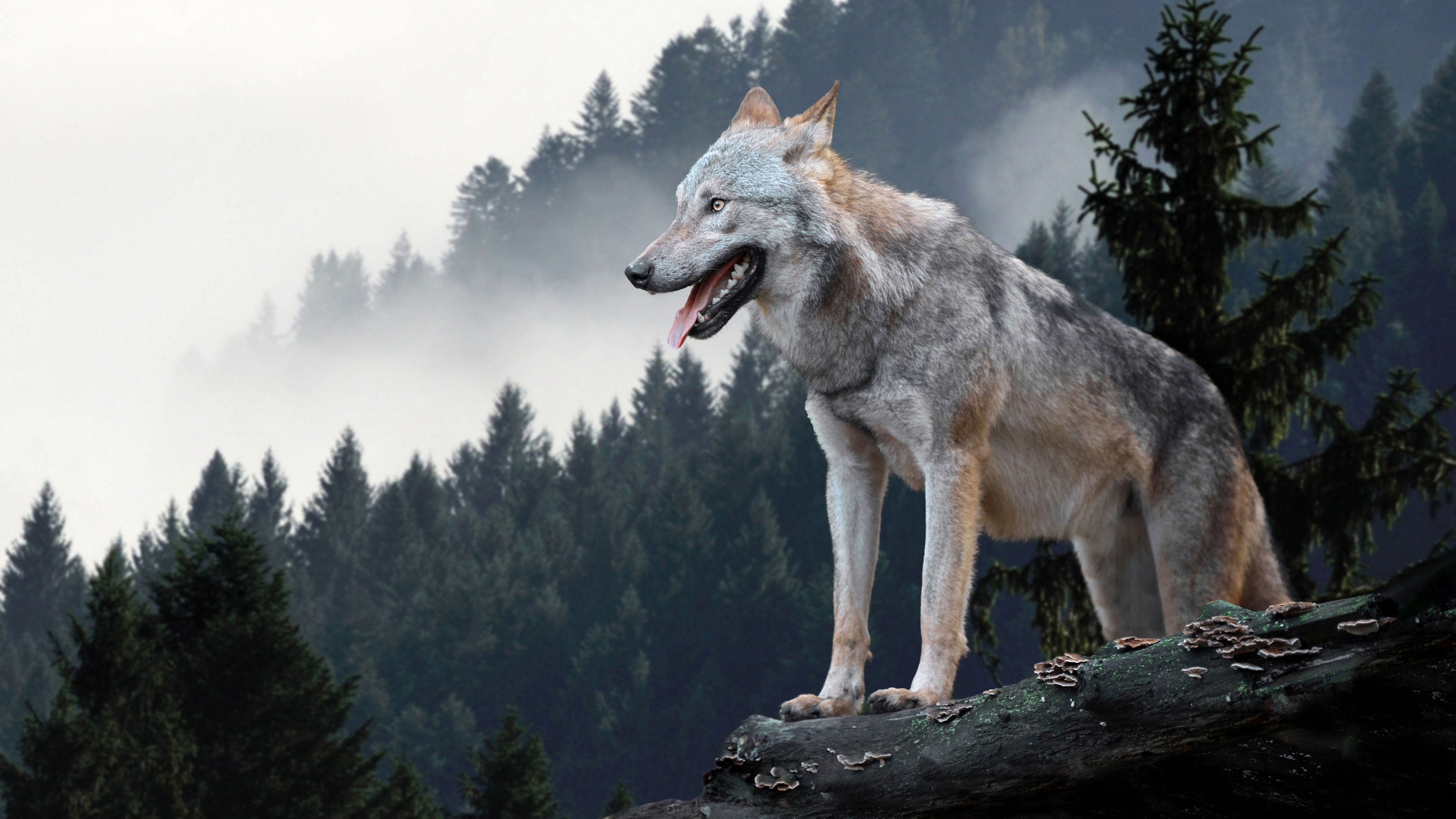 Wolf Animals Mammals Nature Forest Mist 3840x2160