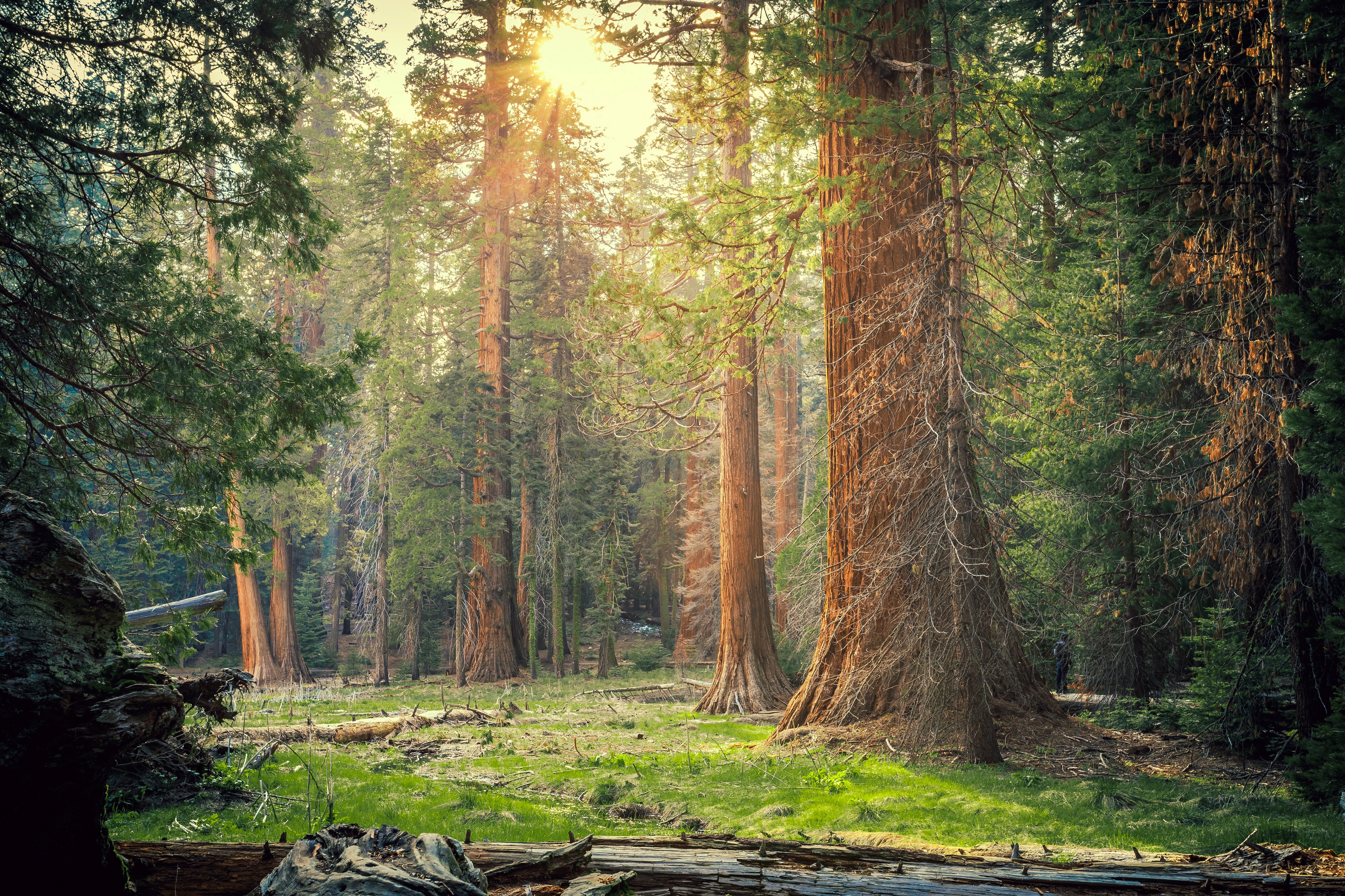 Sequoia National Park California Forest Nature Sunlight Sequoias 3840x2560