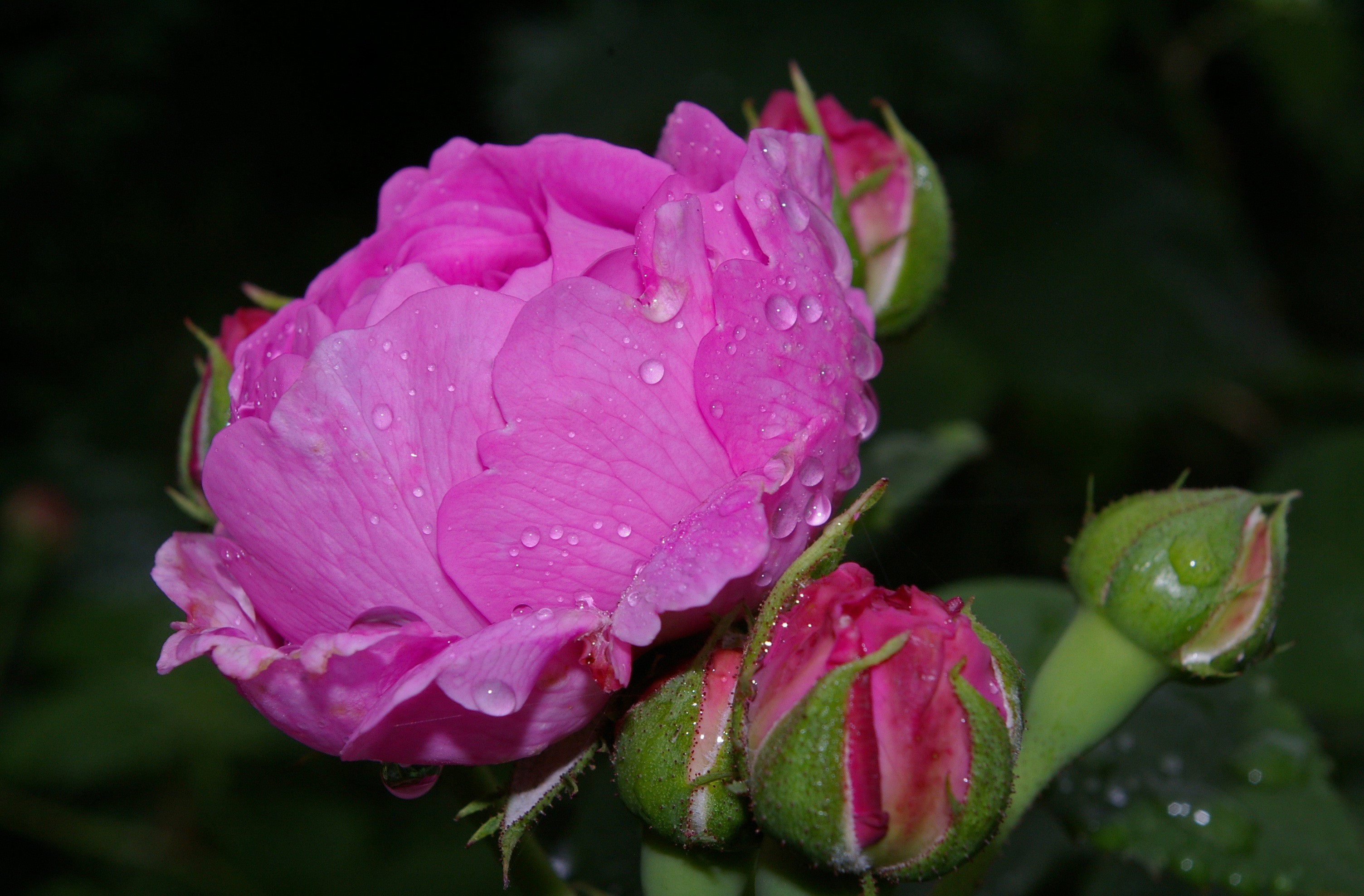Flower Pink Rose Bud 3008x1976