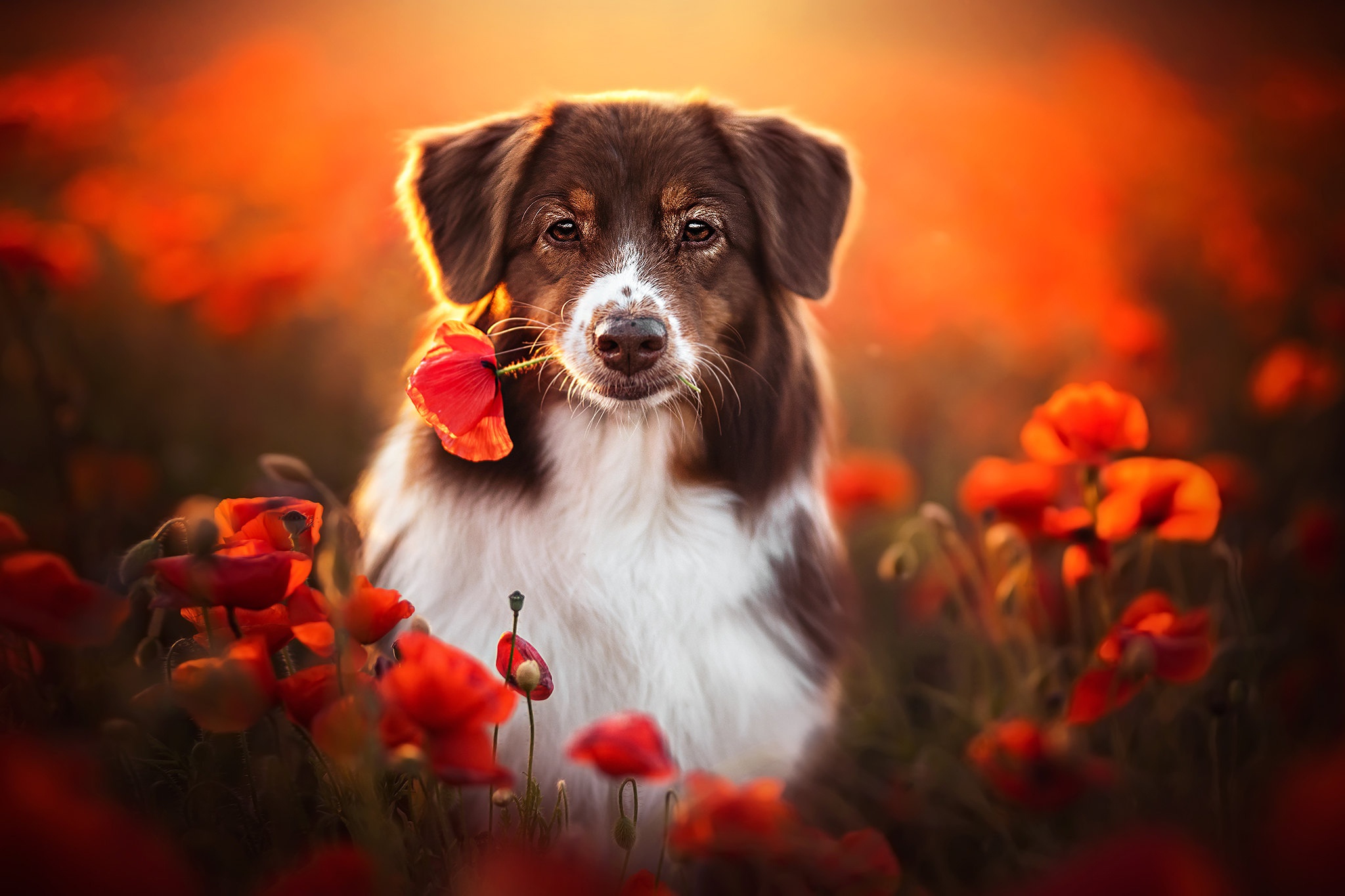 Dog Outdoors Animals Flowers Mammals Red Flowers Colorful Plants Orange Background Looking At Viewer 2048x1365