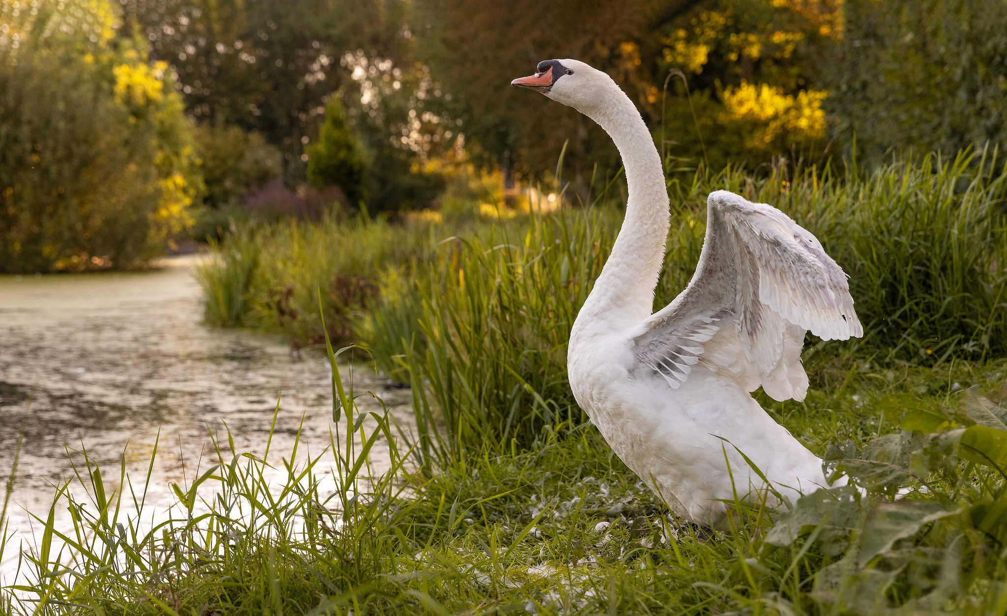 Bird Swan Wildlife 2048x1254