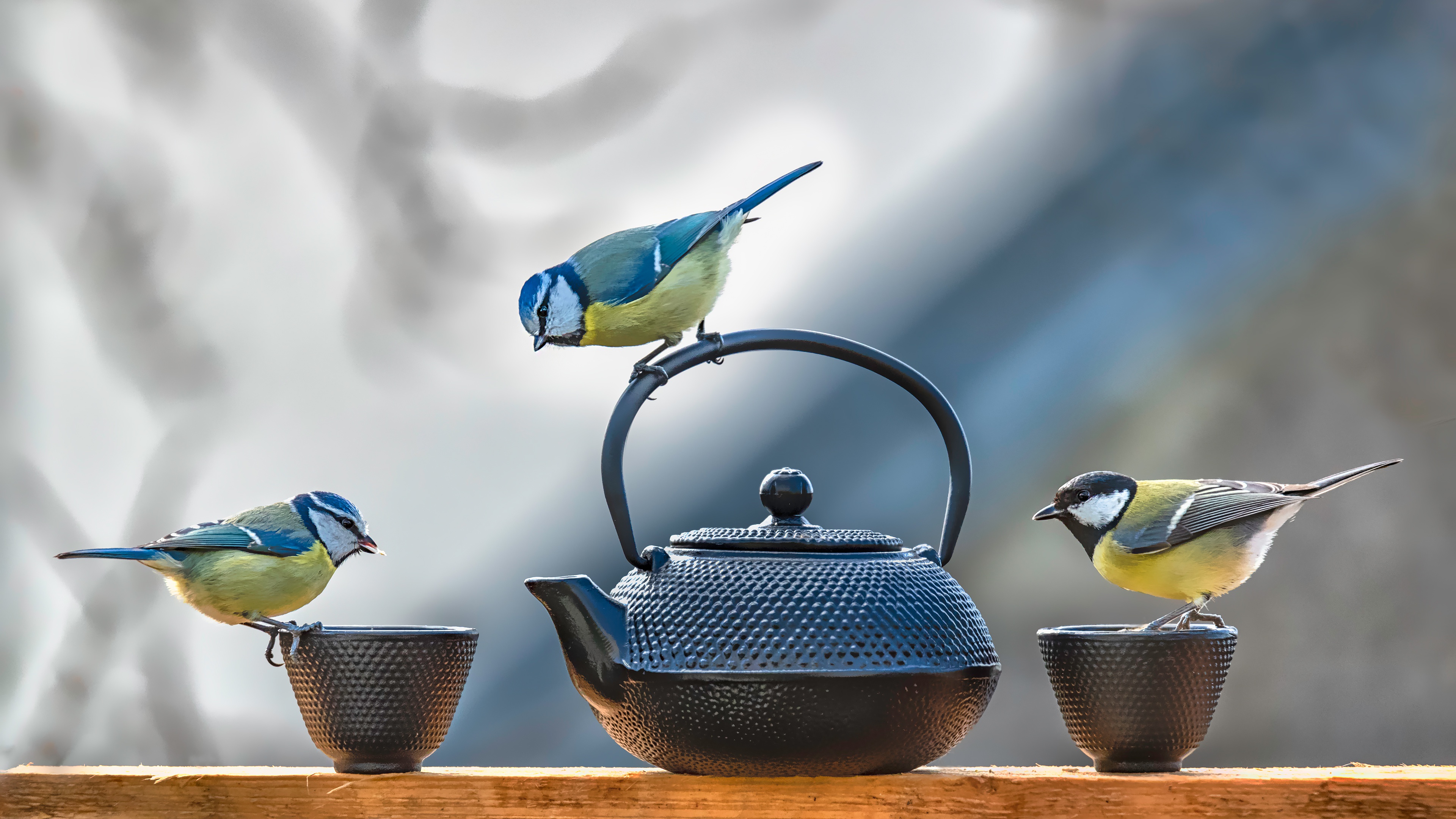 Bird Wildlife Teapot 3840x2160