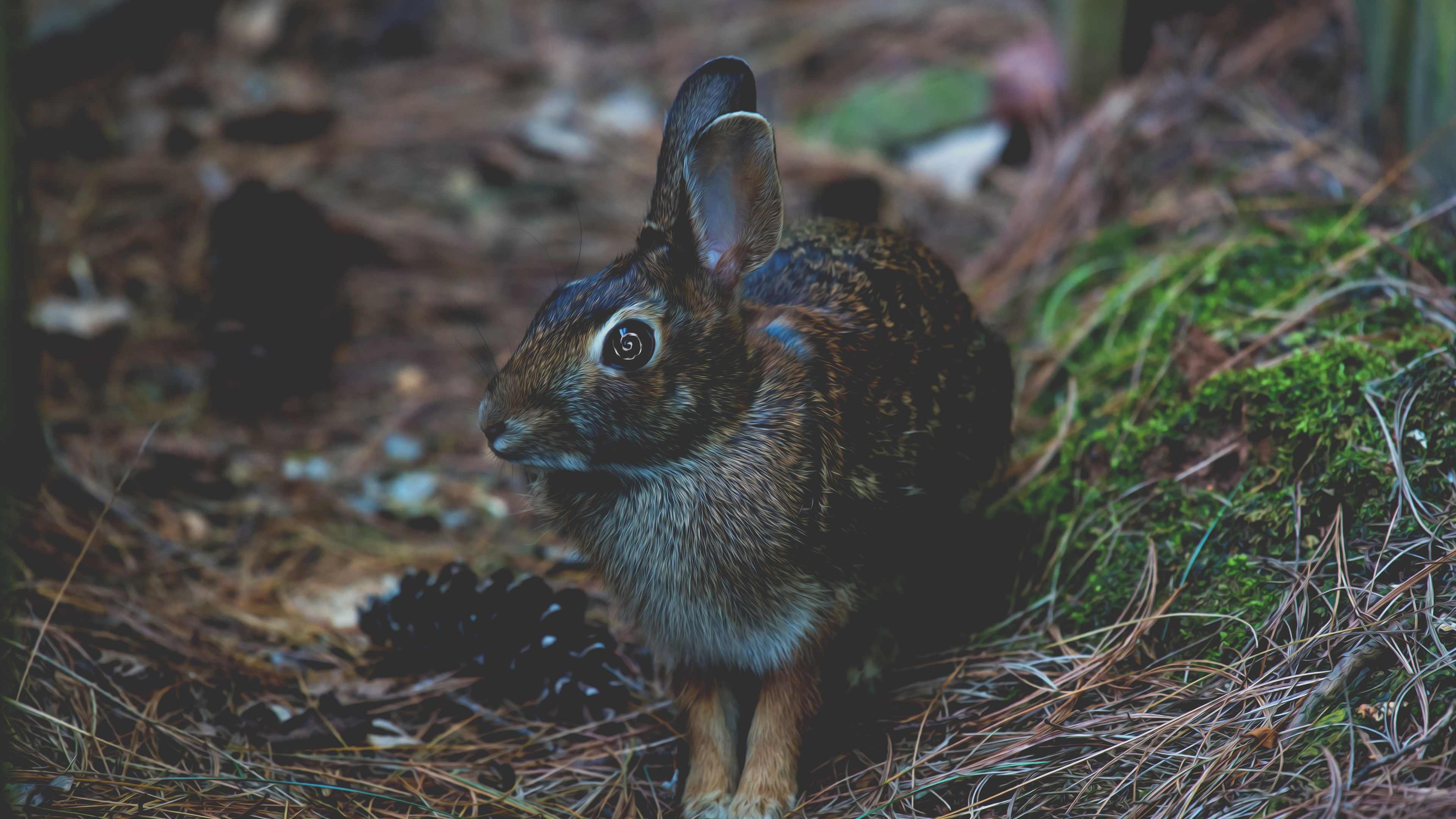 Nathan Anderson Rabbits Spiral Moss Edit 3840x2160