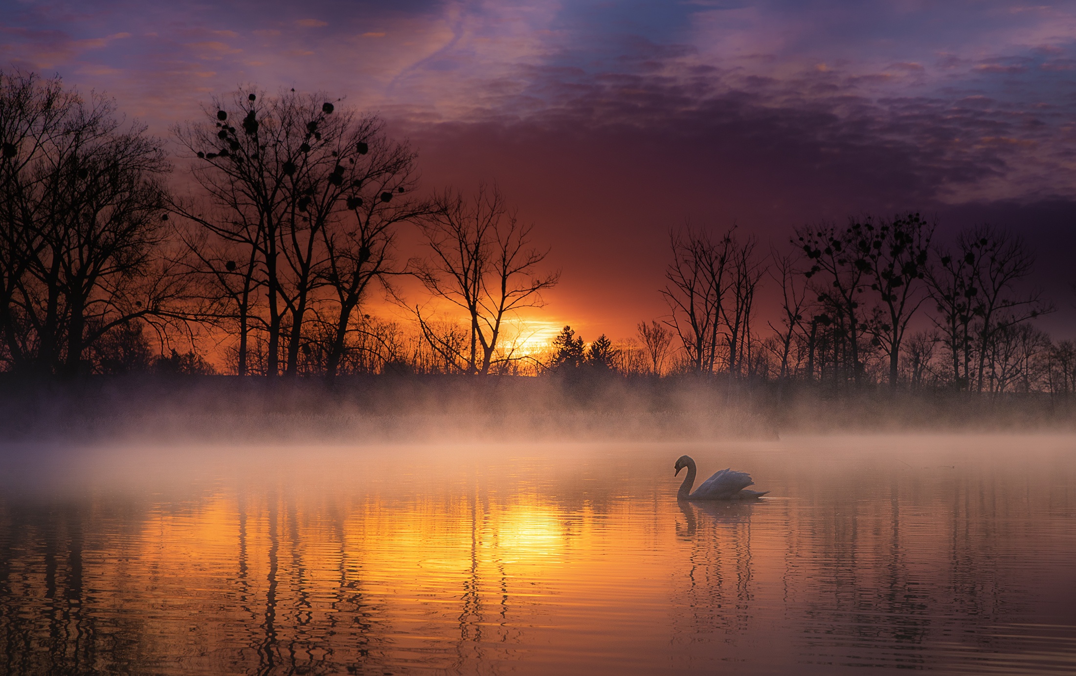 Sunset Fog Lake Bird Swan Wildlife 2200x1383
