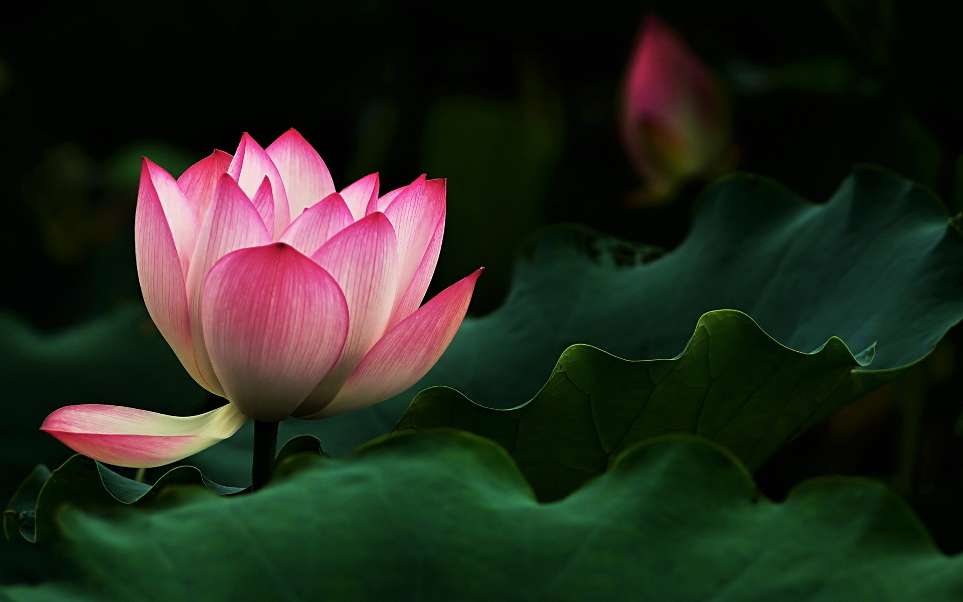 Earth Flower Lotus Pink Flower 1920x1200
