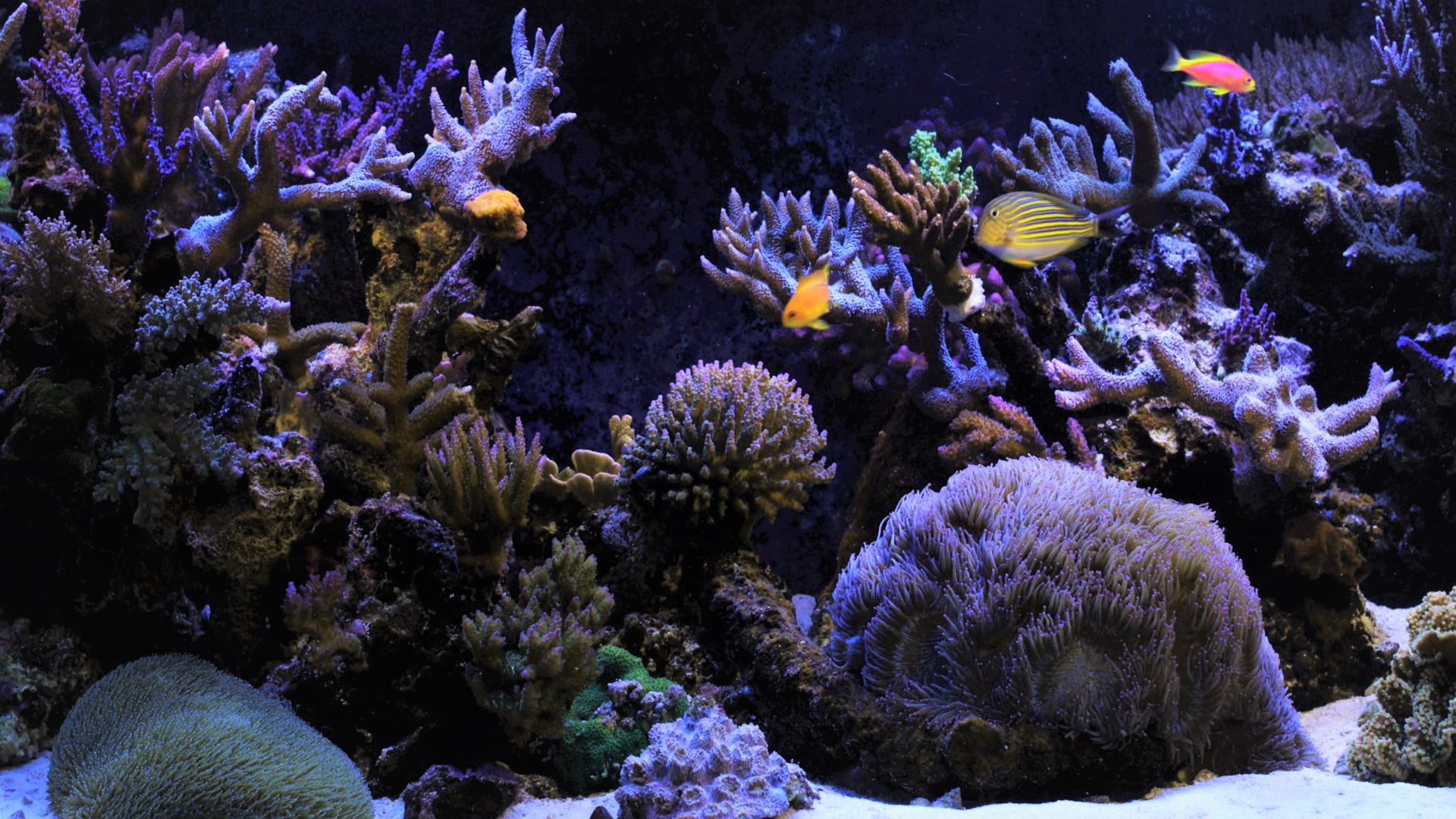 Tropical Fish Aquarium Purple Coral 1920x1080