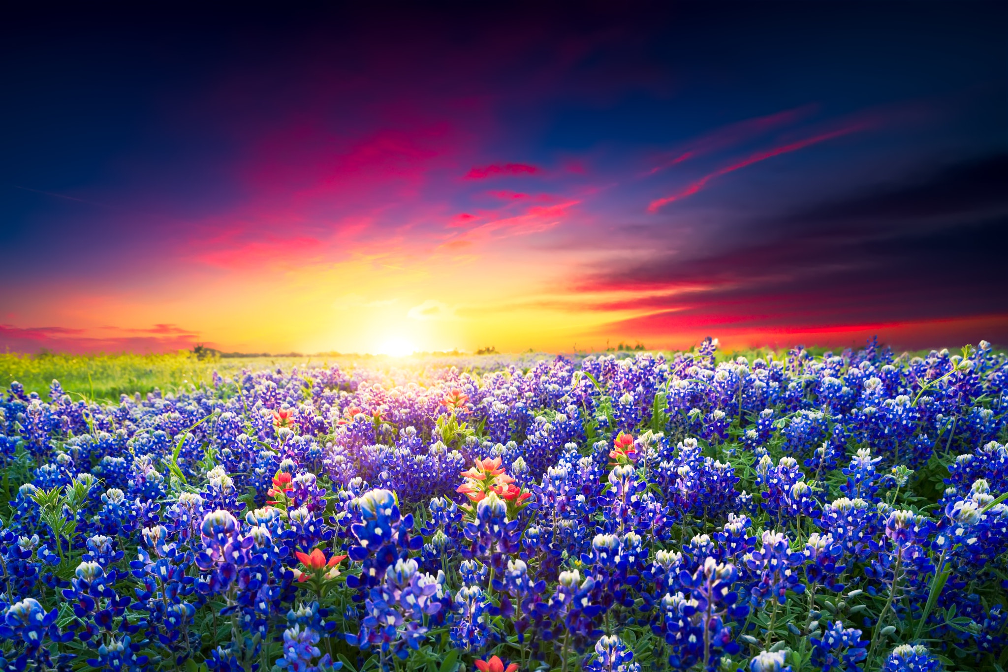 Field Summer Sky Sunset Flower Meadow 2048x1366