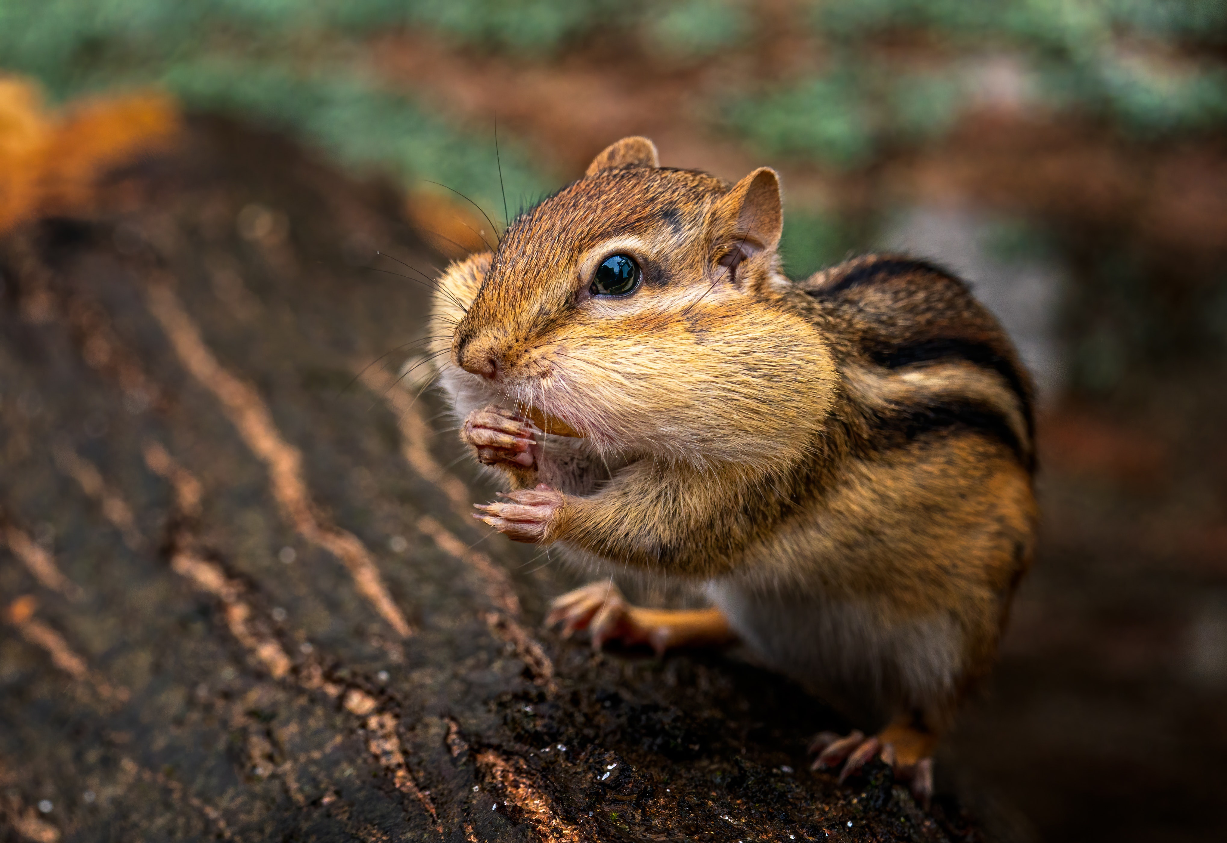 Log Rodent Wildlife 4077x2802