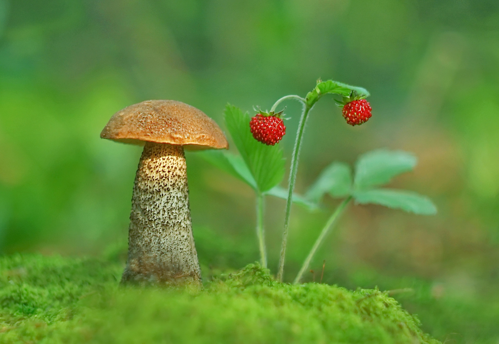 Macro Moss Mushroom Nature Strawberry 2048x1413