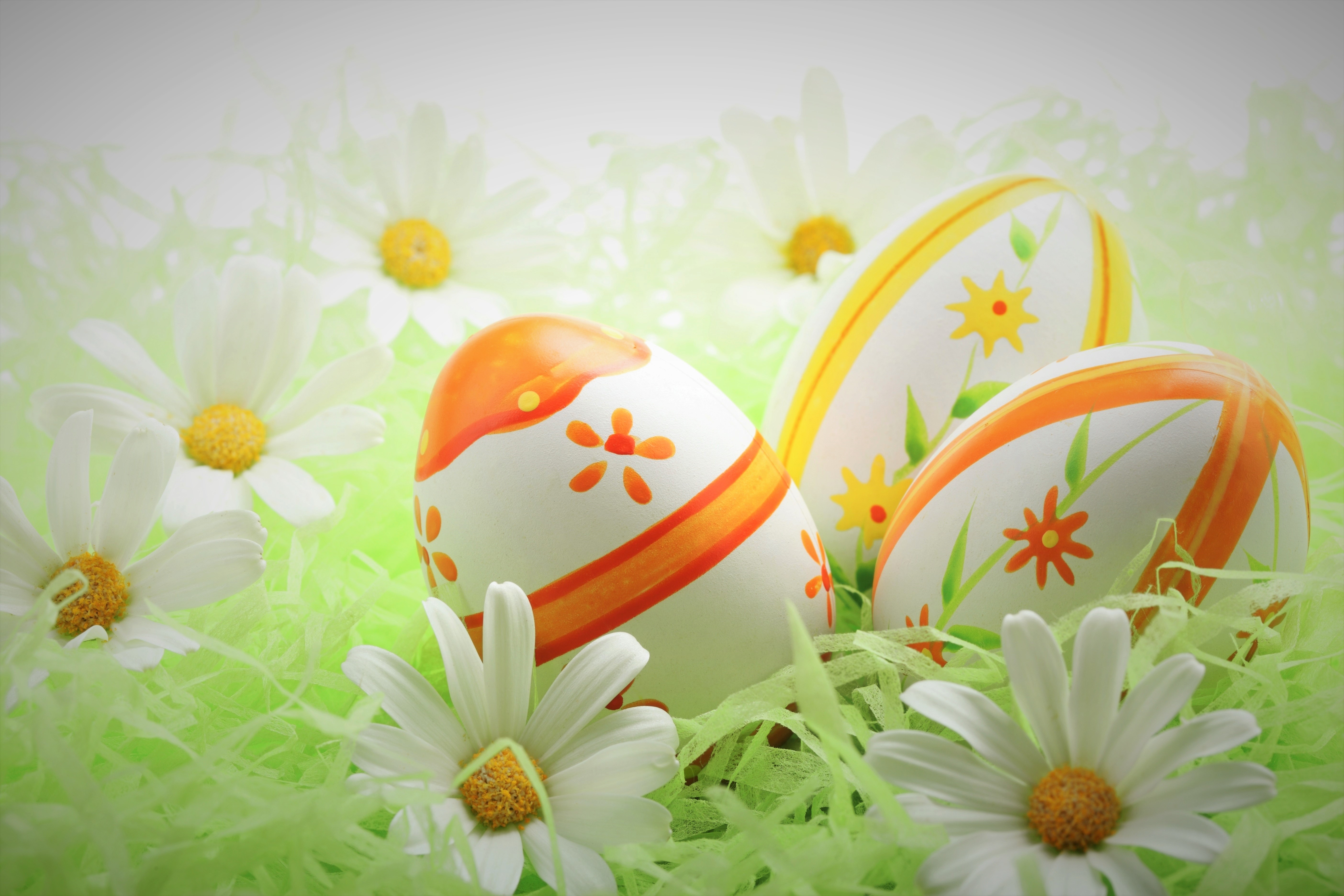 Daisy Easter Easter Egg Holiday White Flower 5616x3744