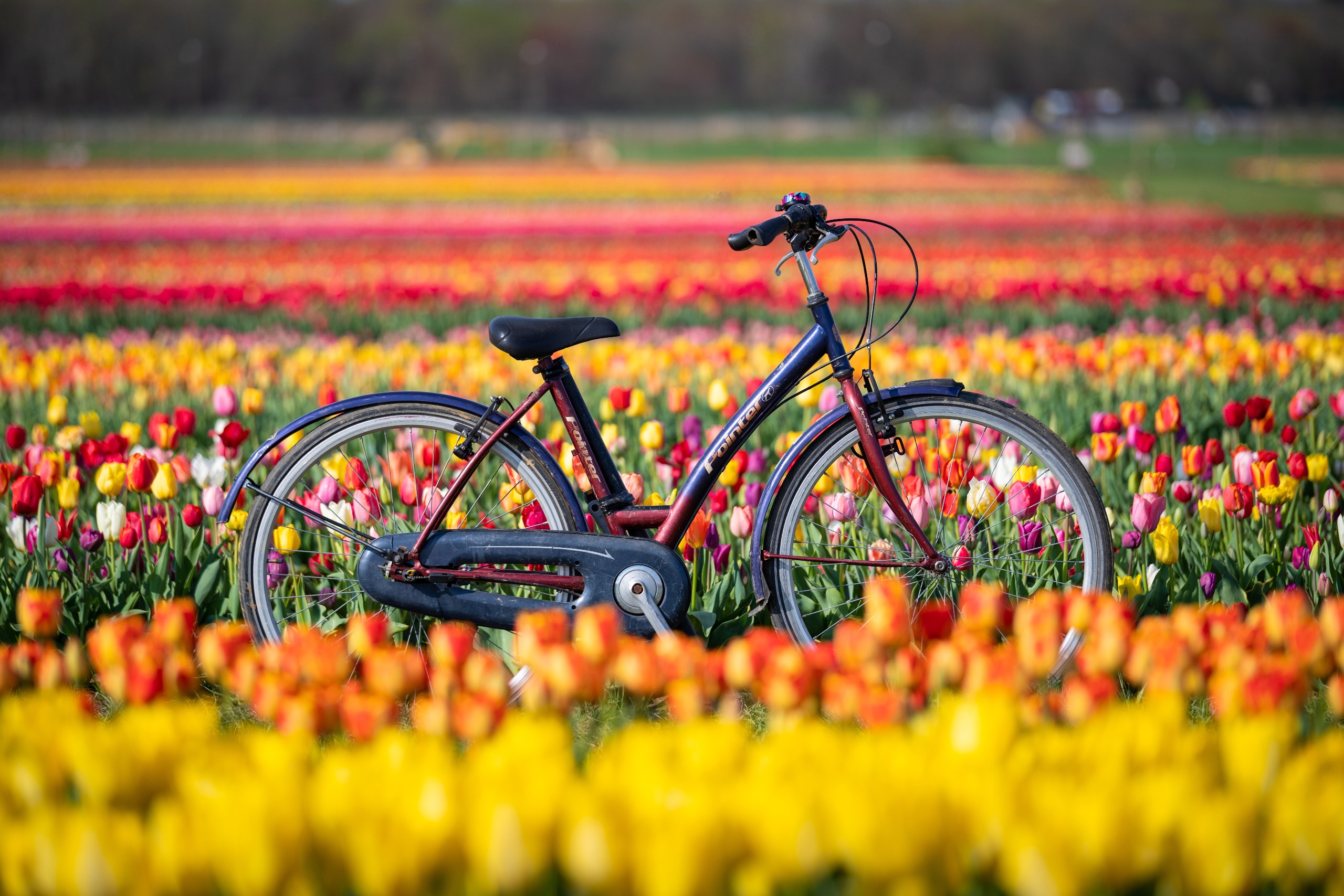 Bicycle Vehicle Netherlands Flowers Agro Plants Colorful Plants Tulips 2560x1708