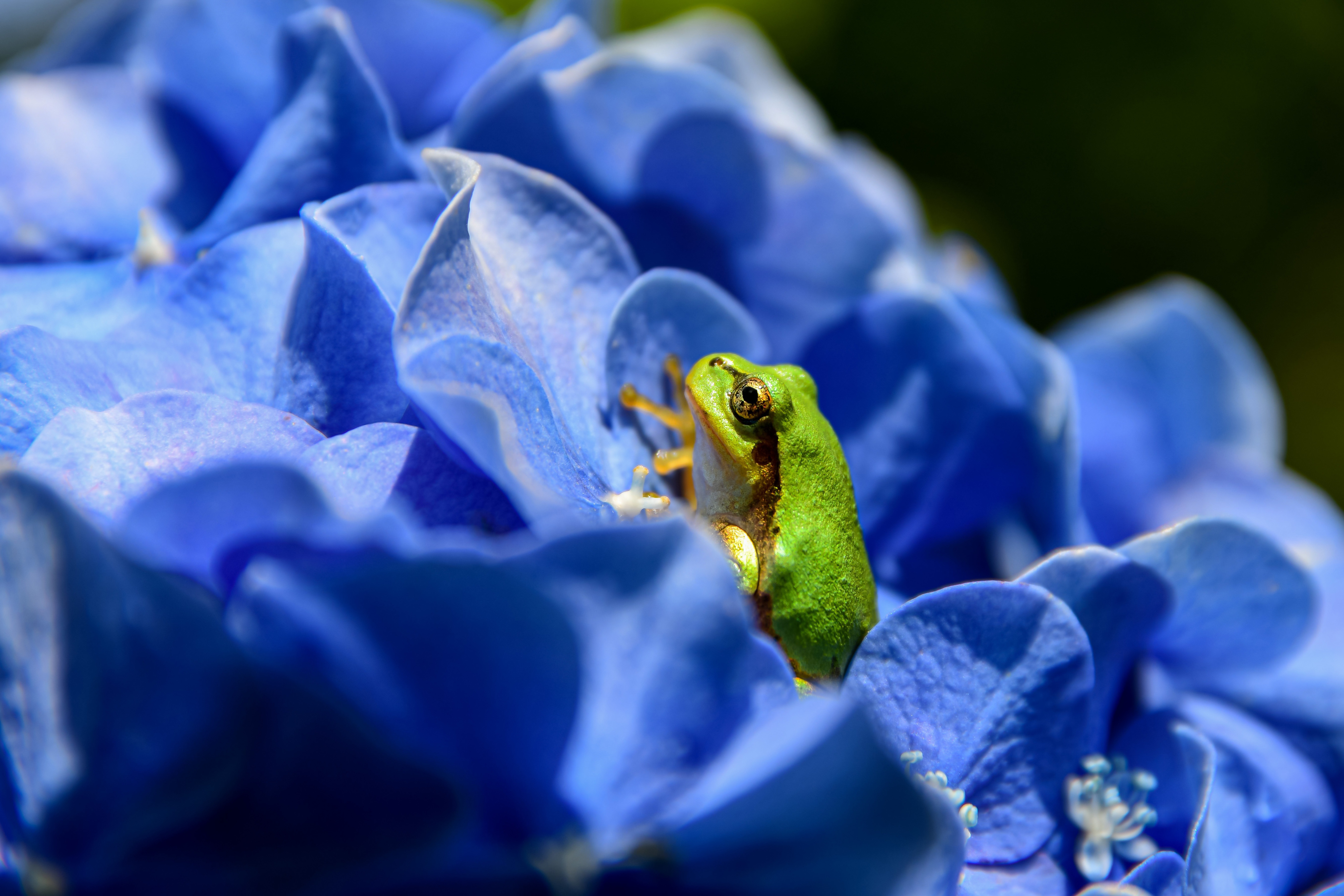 Amphibian Blue Flower 5355x3570