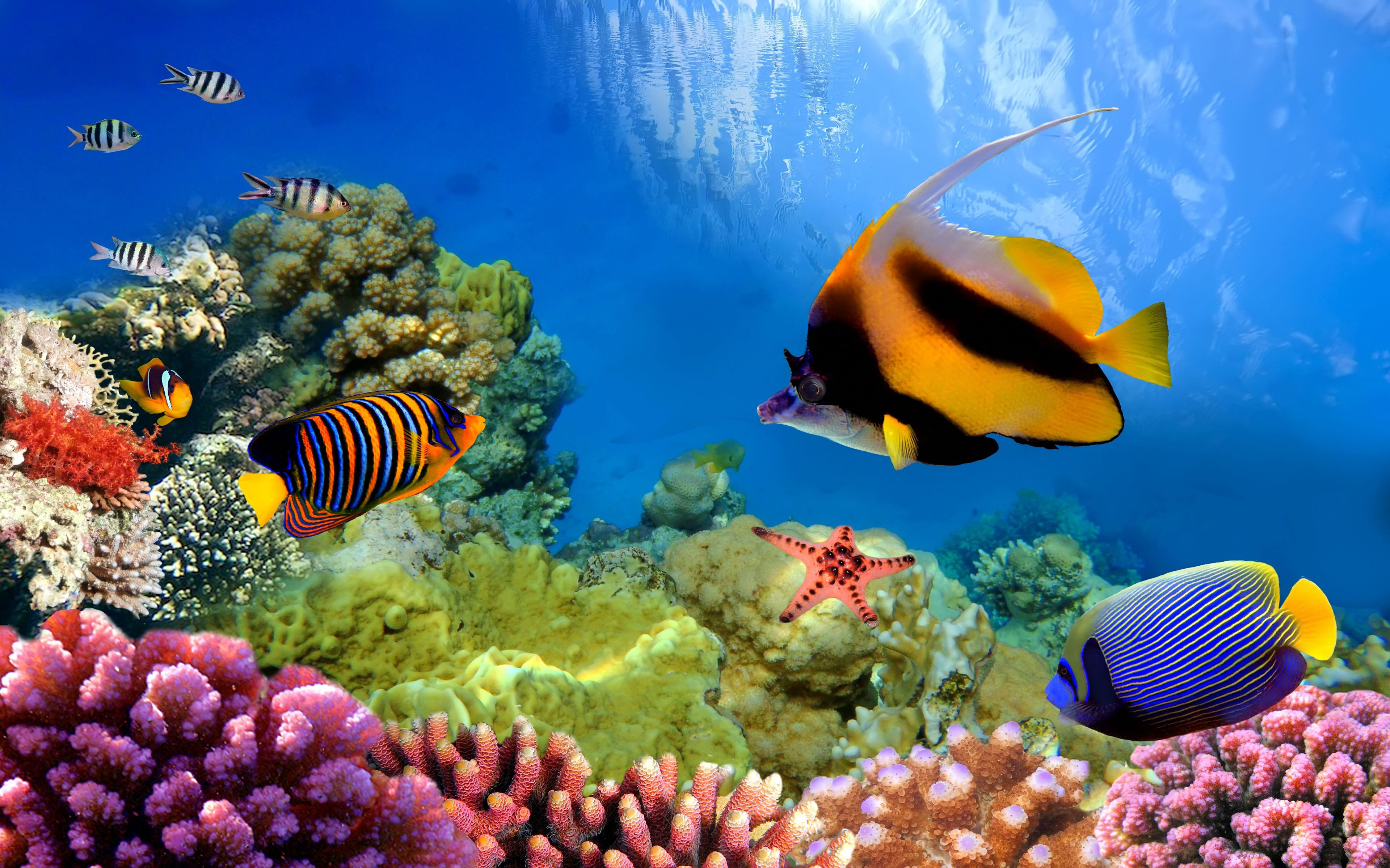 Colors Coral Great Barrier Reef Underwater 3840x2400