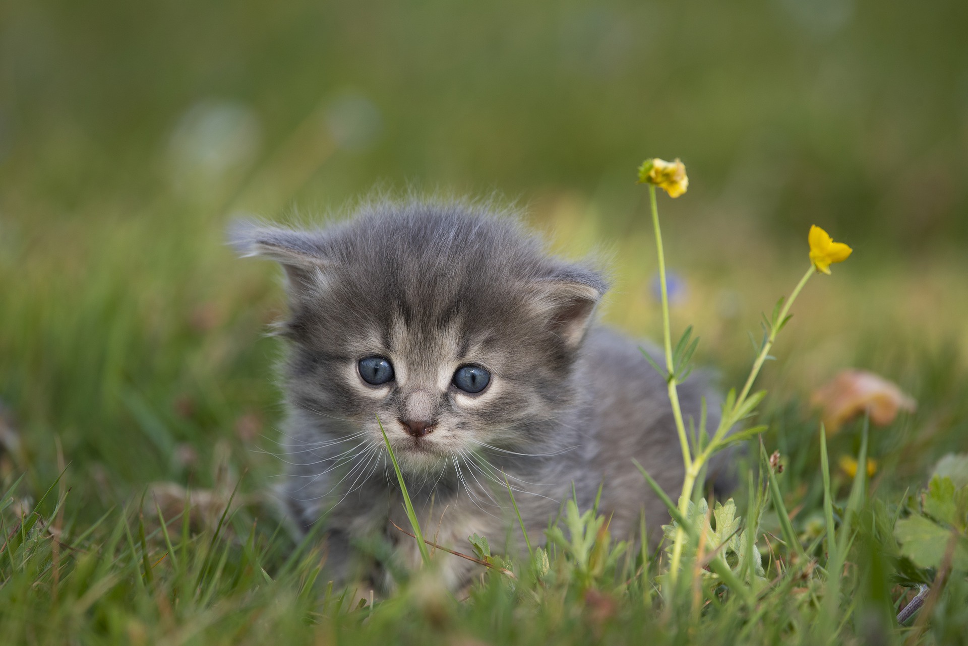 Pet Kitten Baby Animal 1920x1282