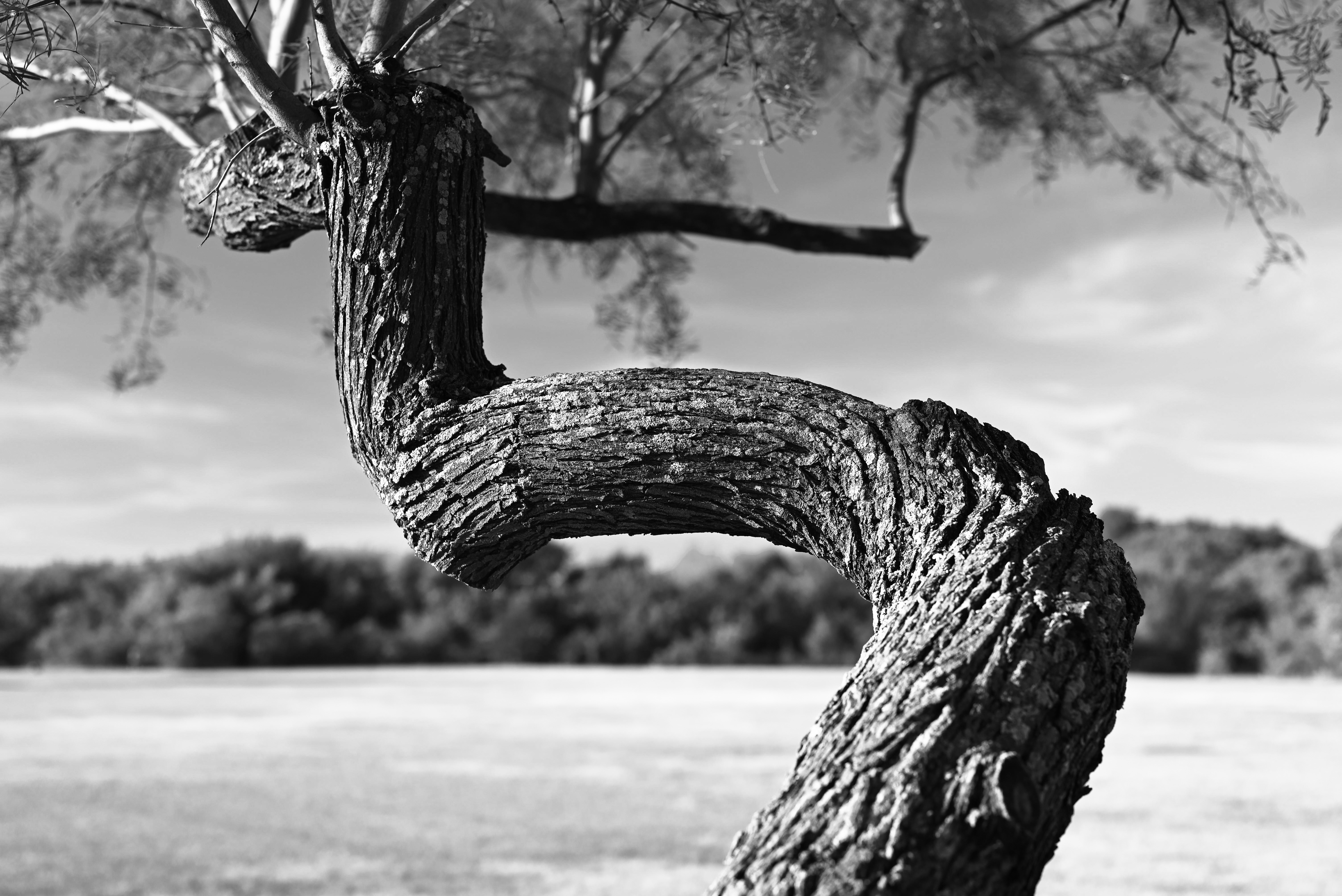 Nature Tree Bark Monochrome Outdoors Landscape Contrast Photography Trees 6016x4016