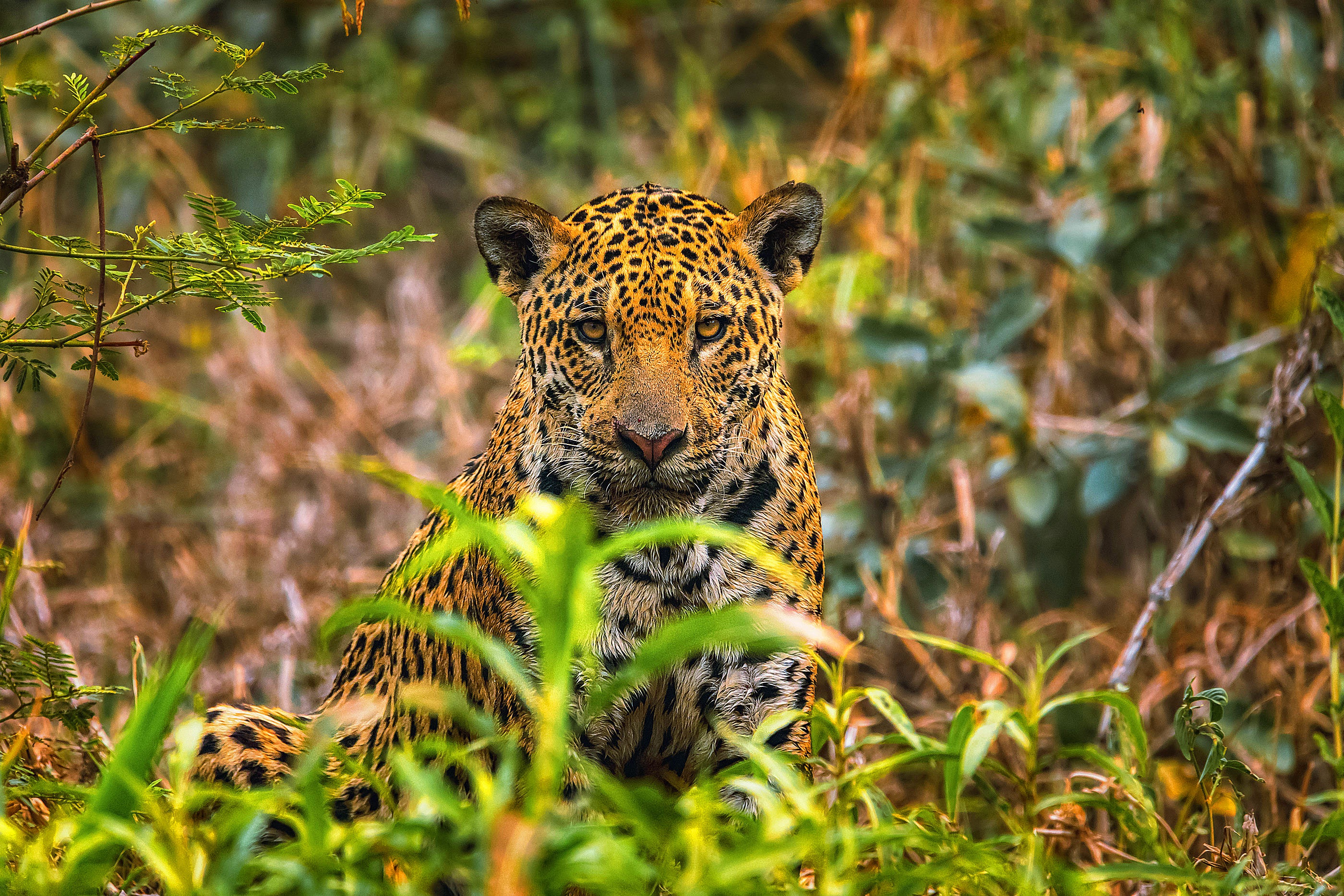 Animal Jaguar 2800x1867